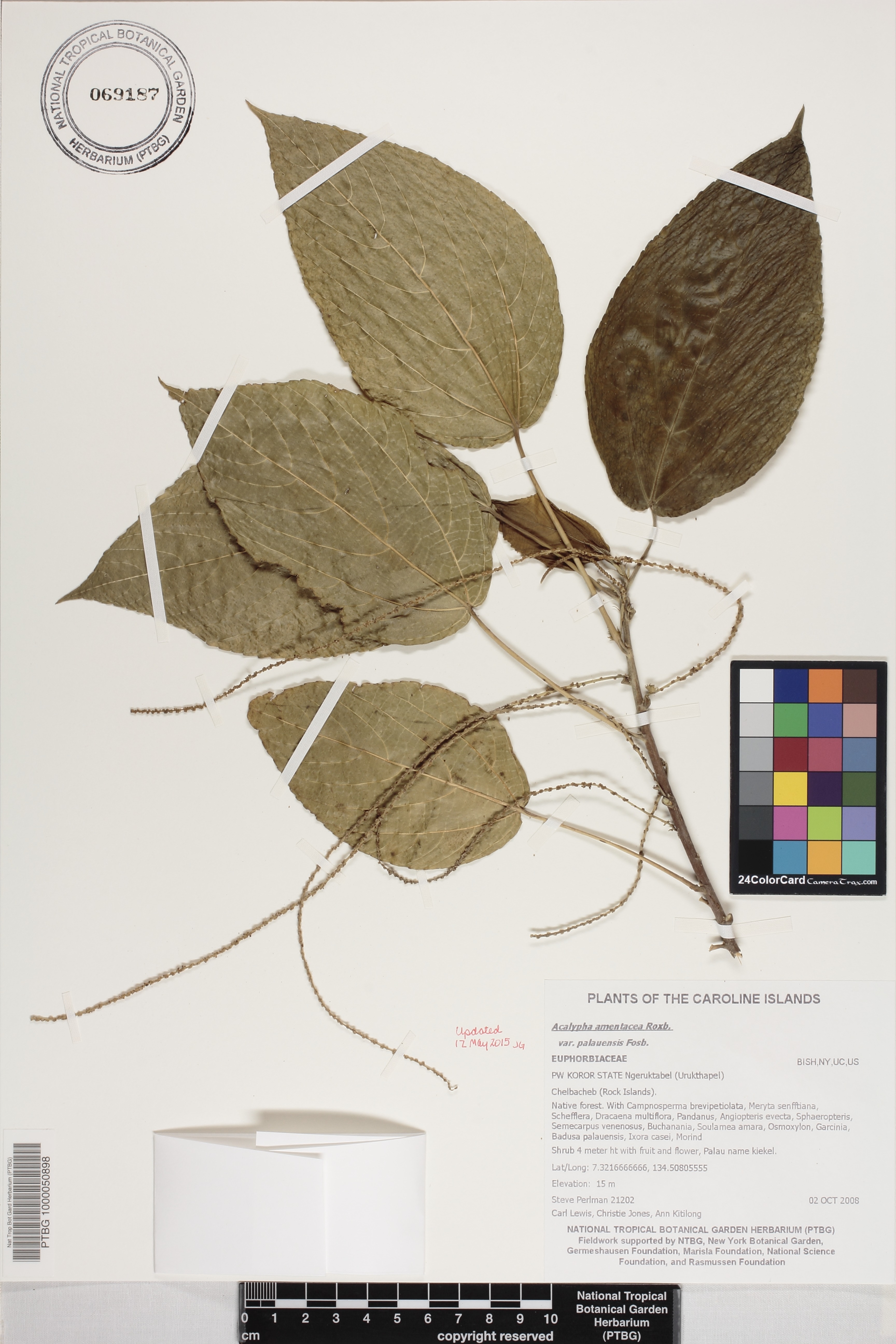 Acalypha amentacea image
