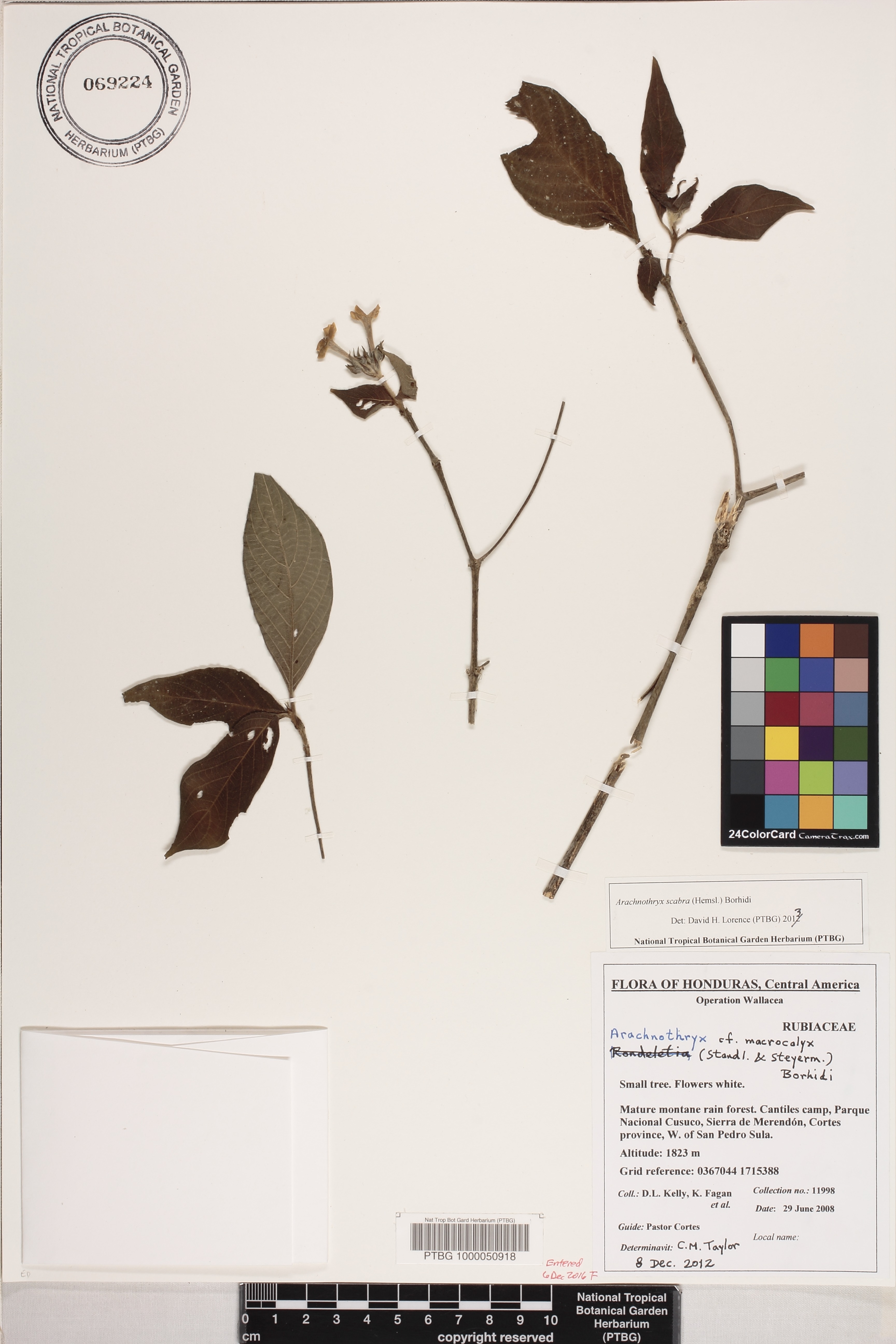 Arachnothryx scabra image