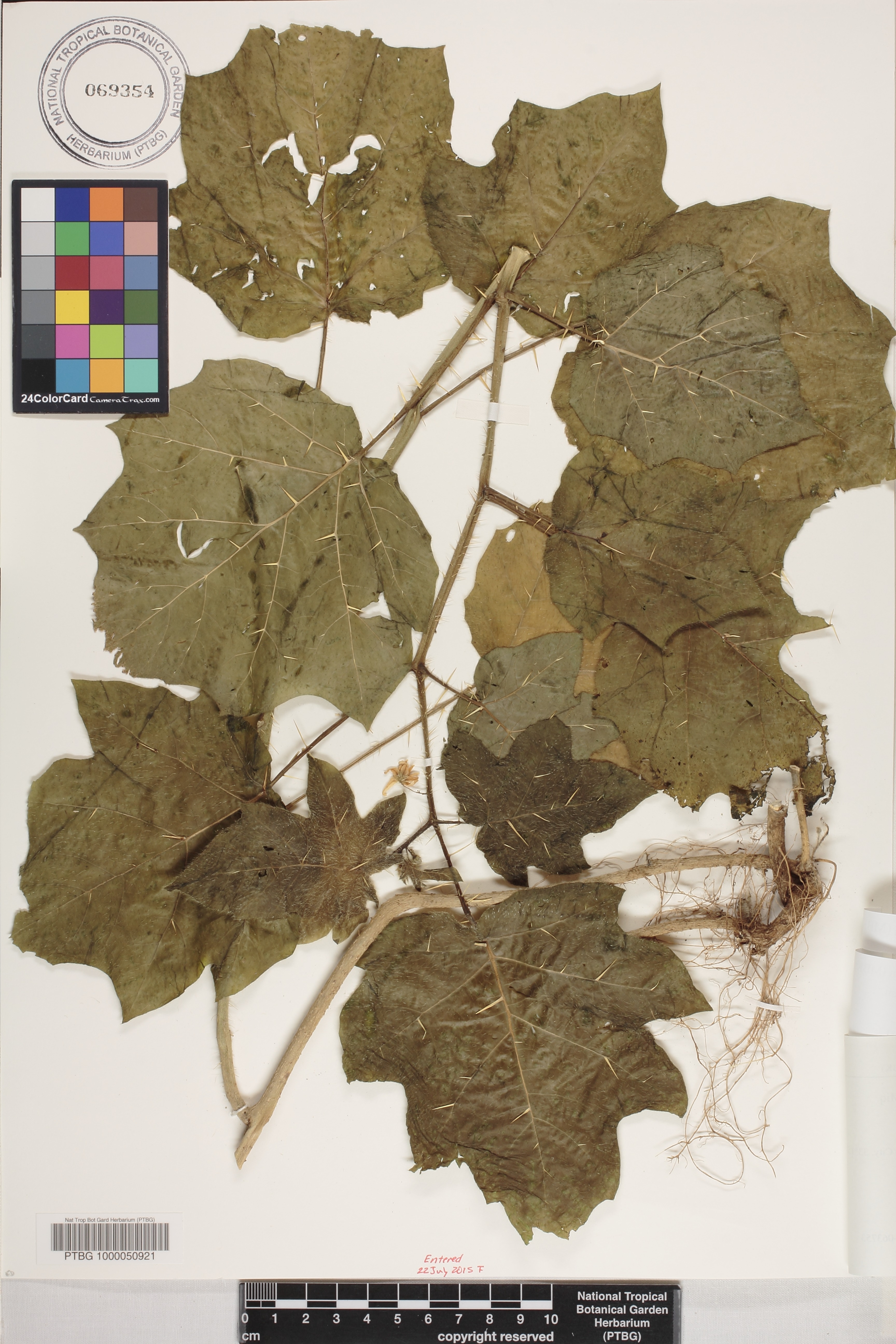 Solanum capsicoides image