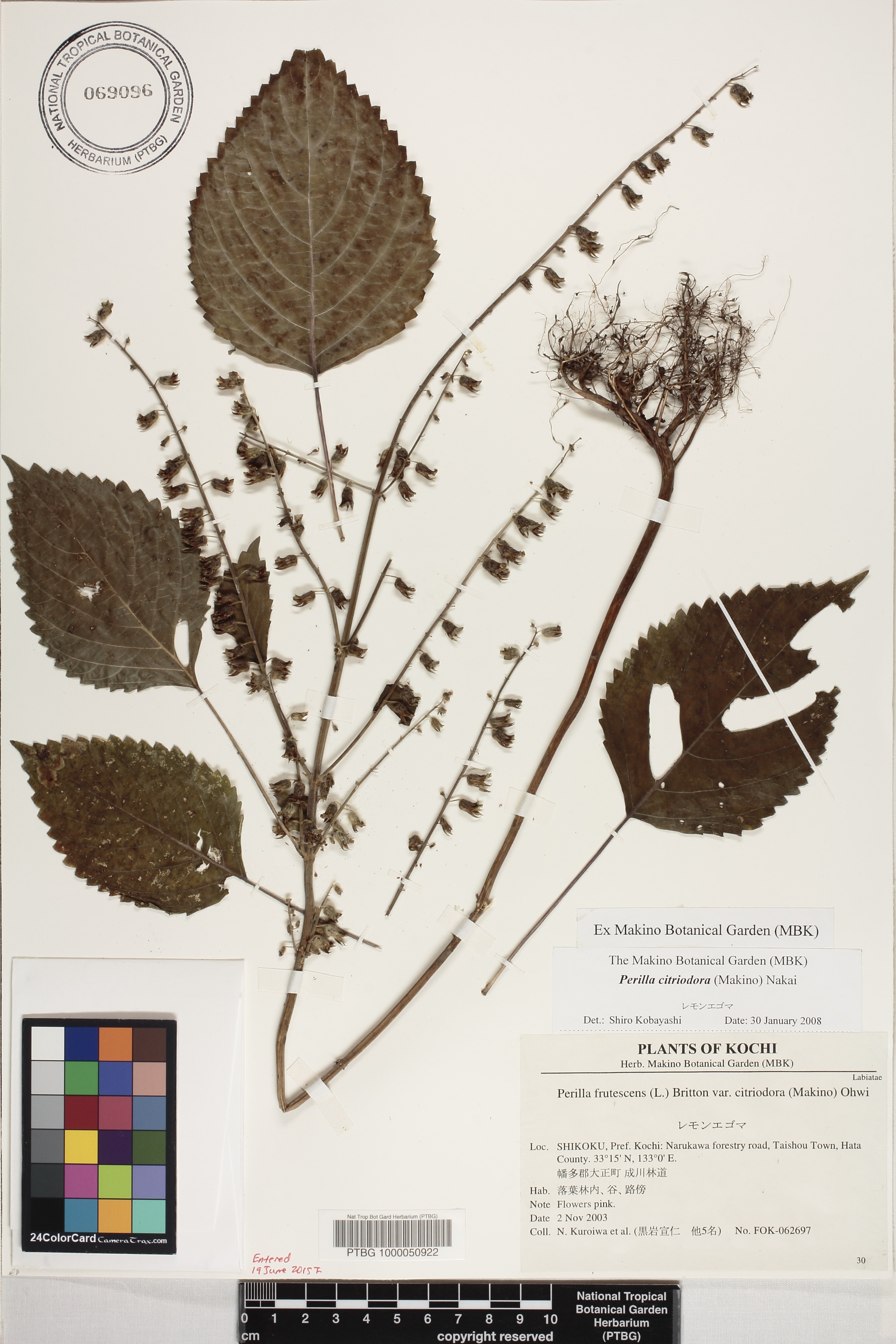 Perilla frutescens image