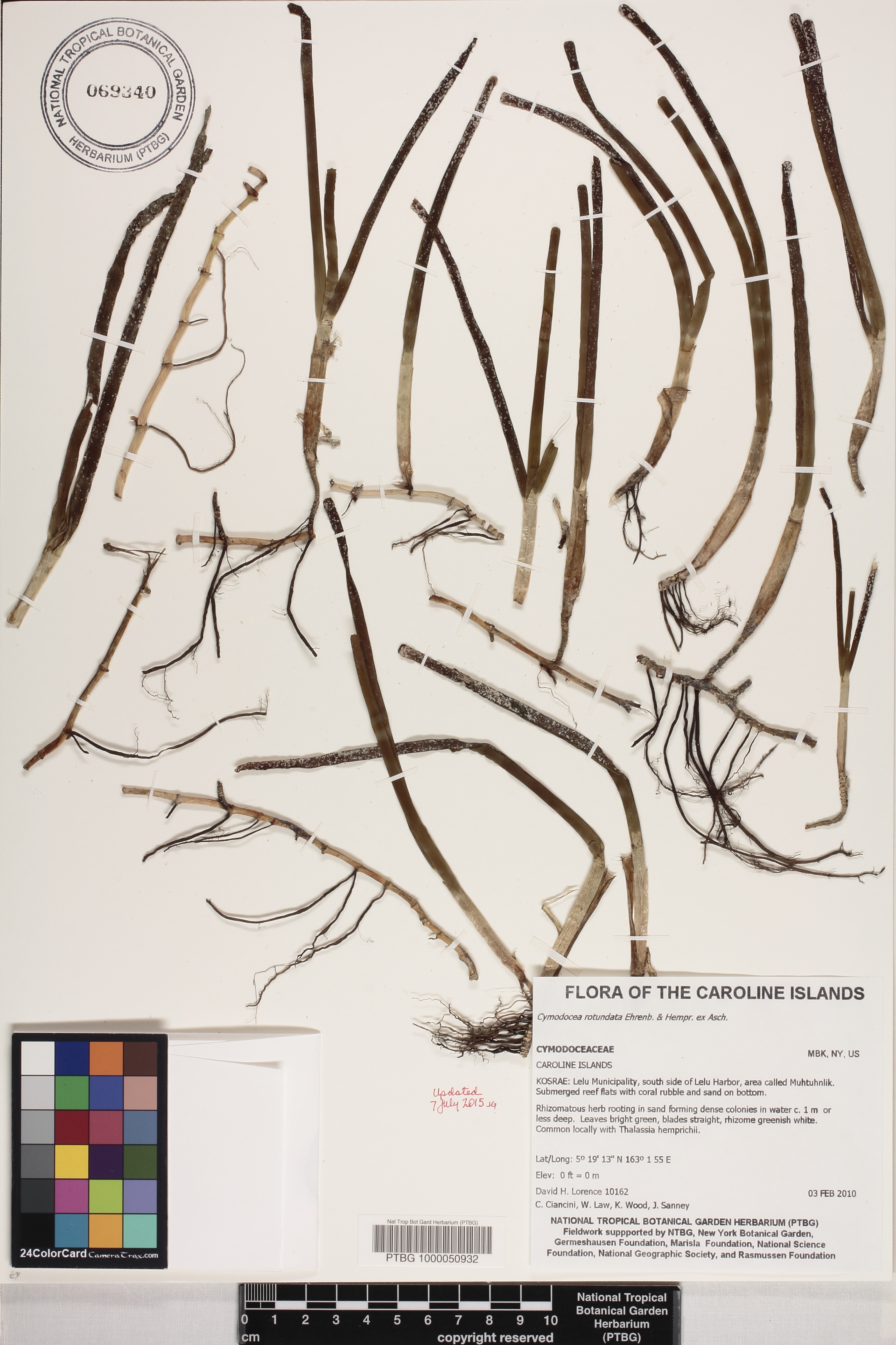 Cymodocea rotundata image