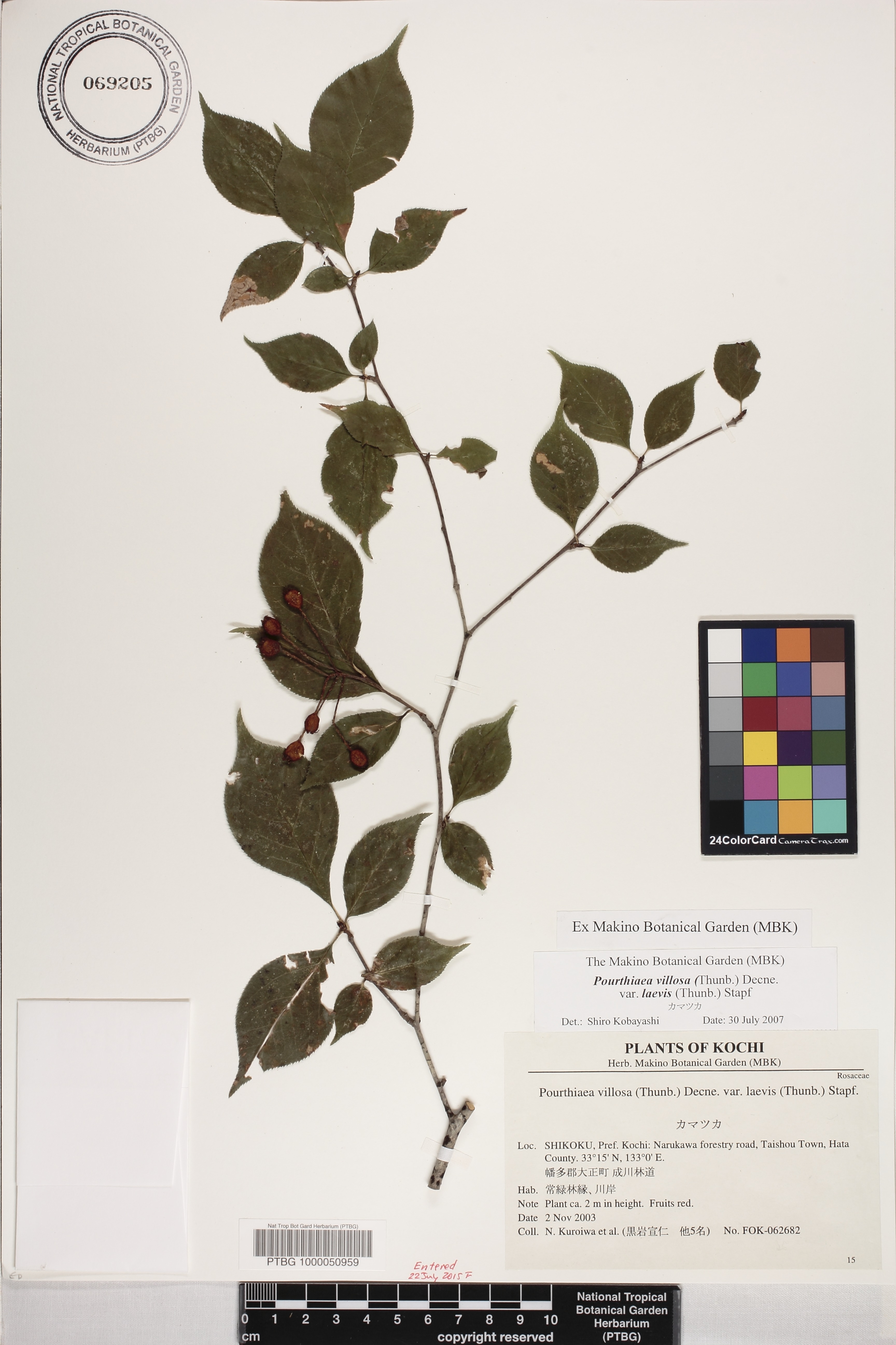 Pourthiaea villosa image
