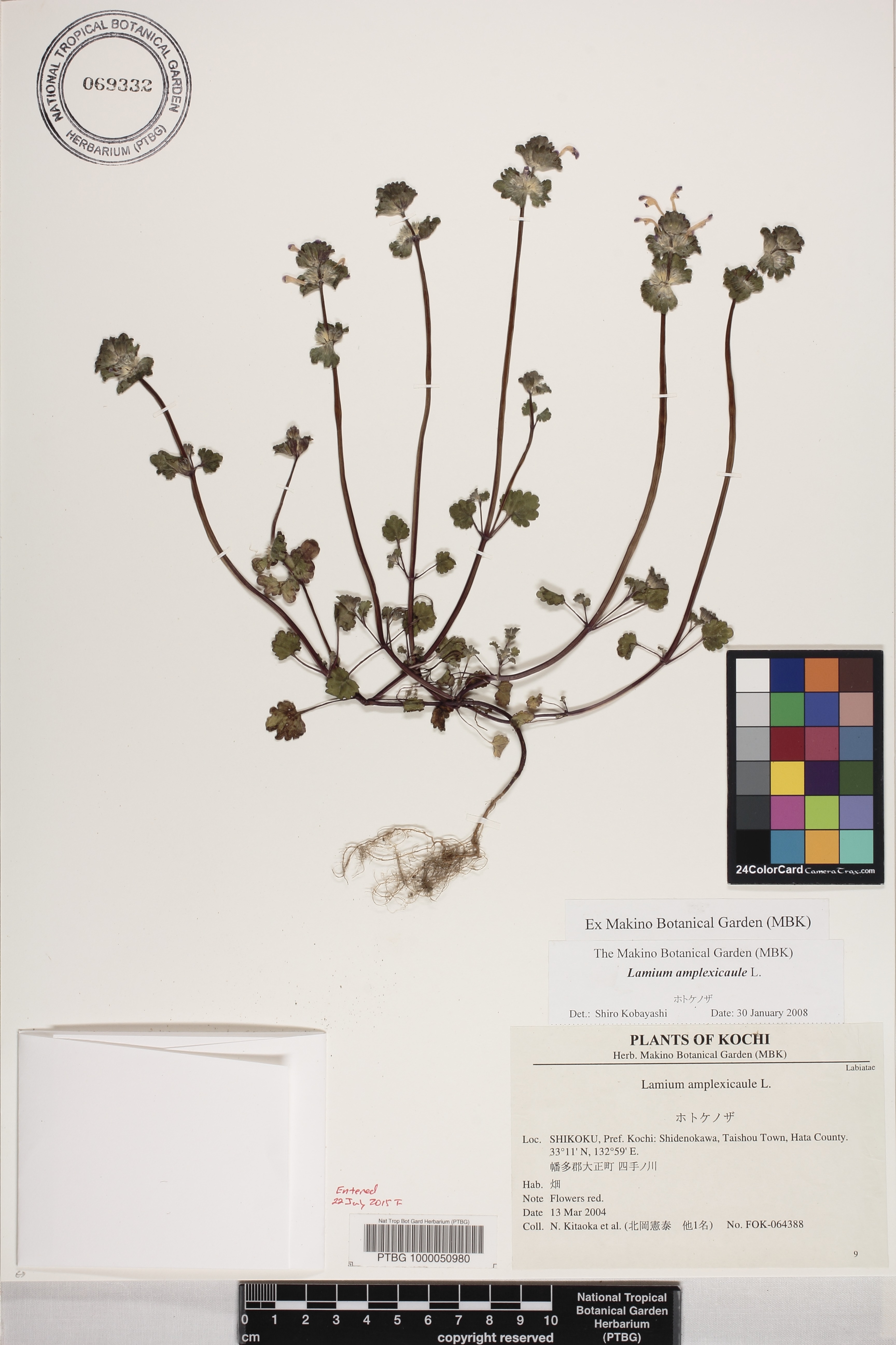 Lamium image