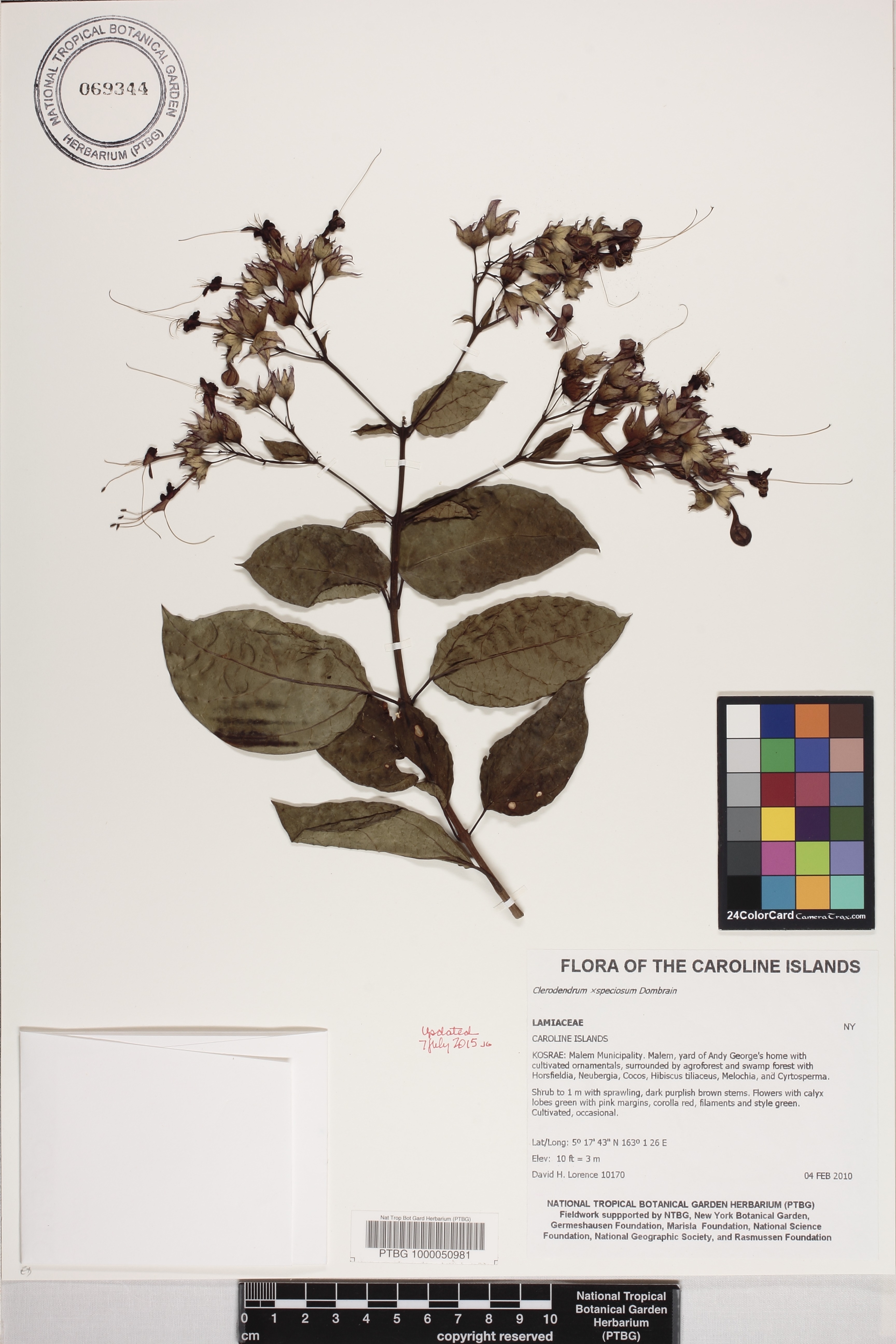 Clerodendrum speciosum image