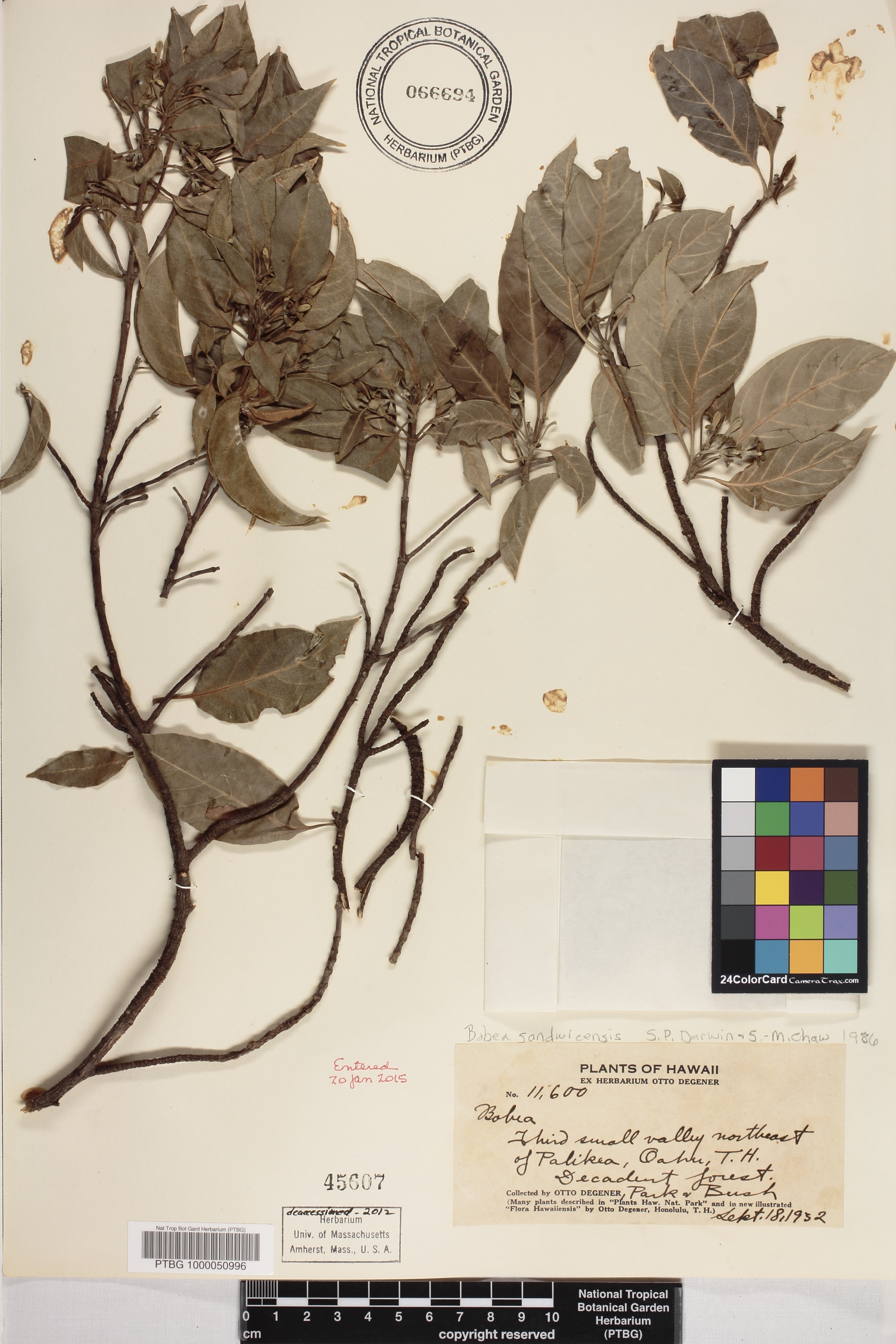 Bobea sandwicensis image