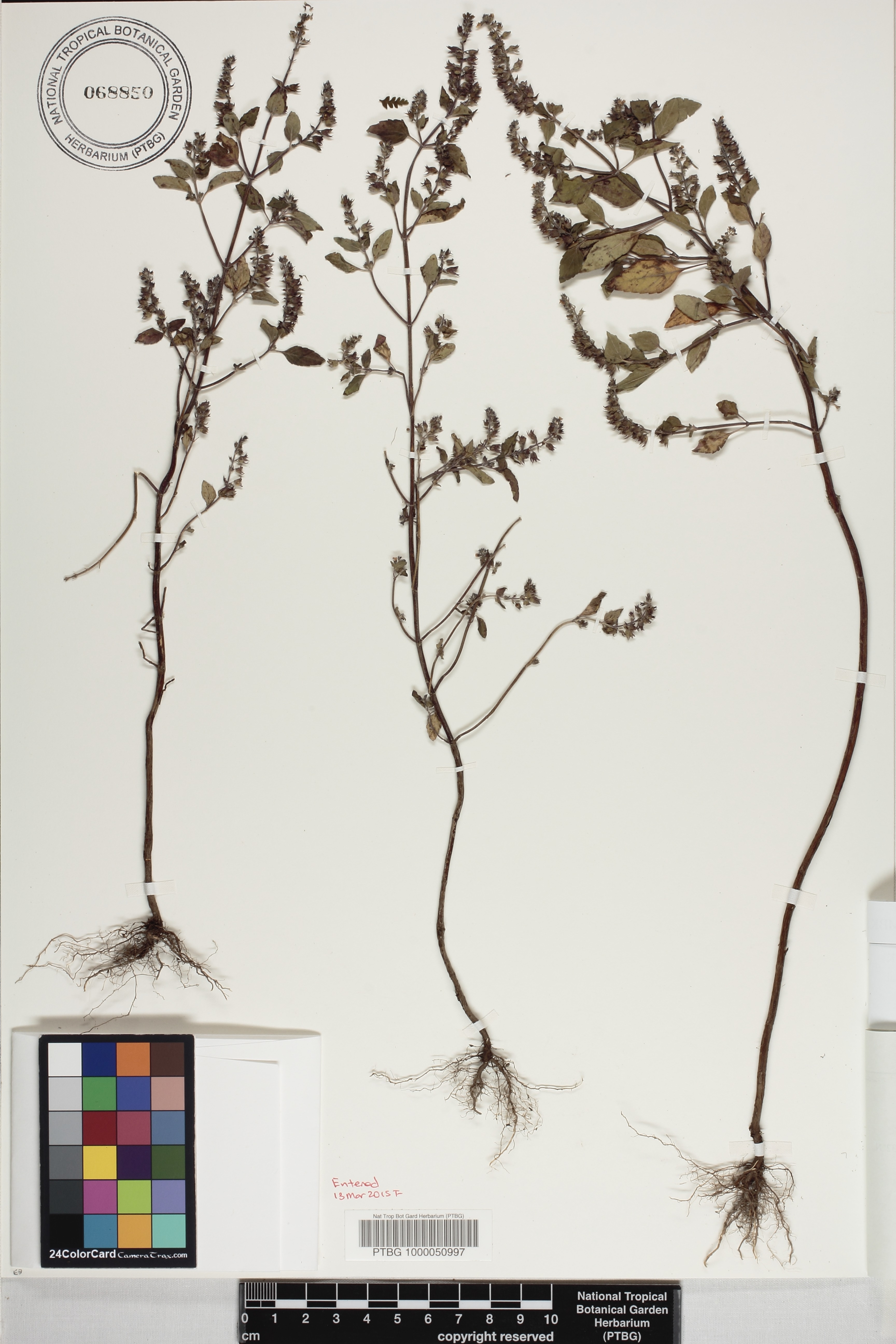 Mosla scabra image