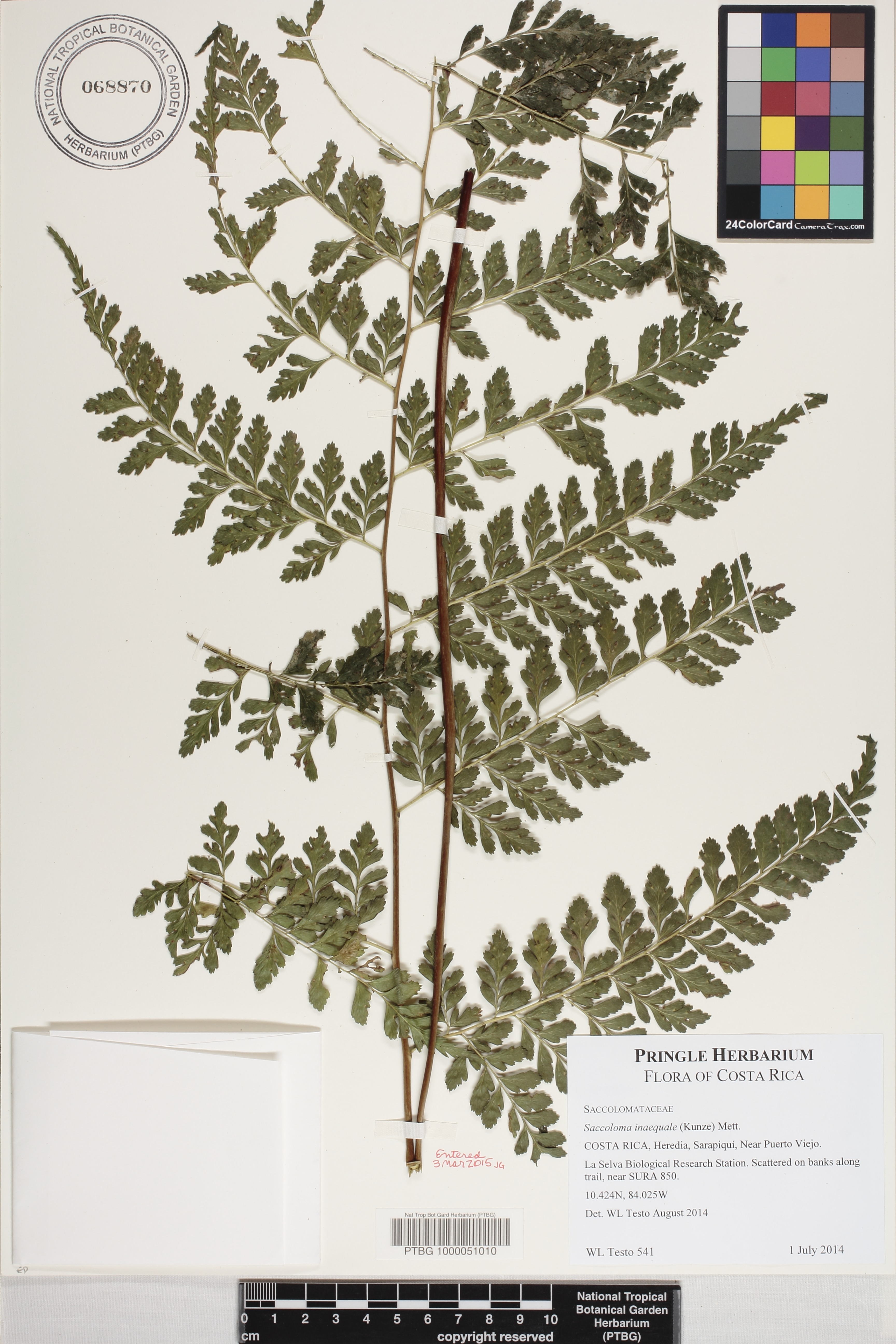 Saccoloma inaequale image