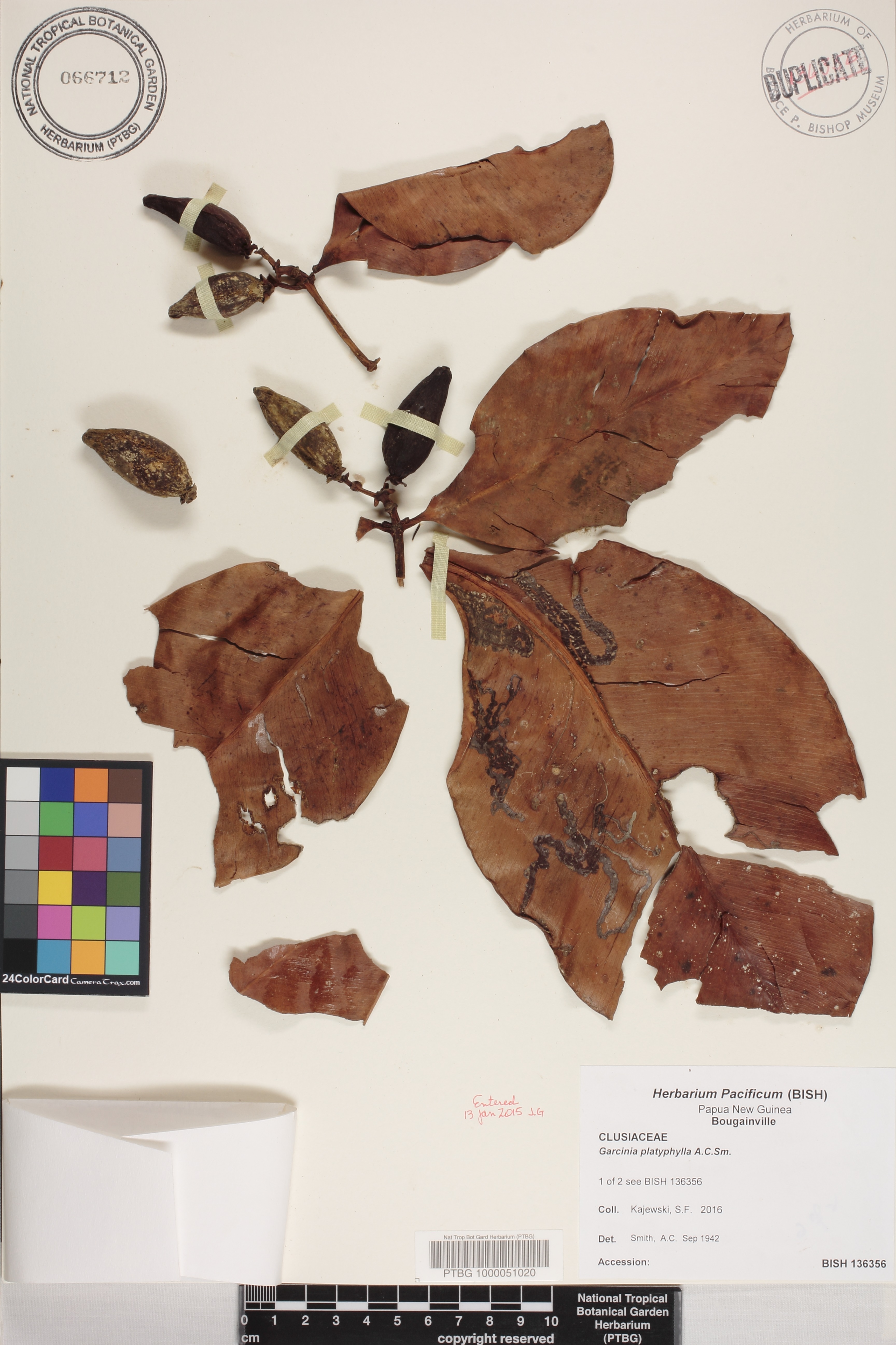 Garcinia platyphylla image