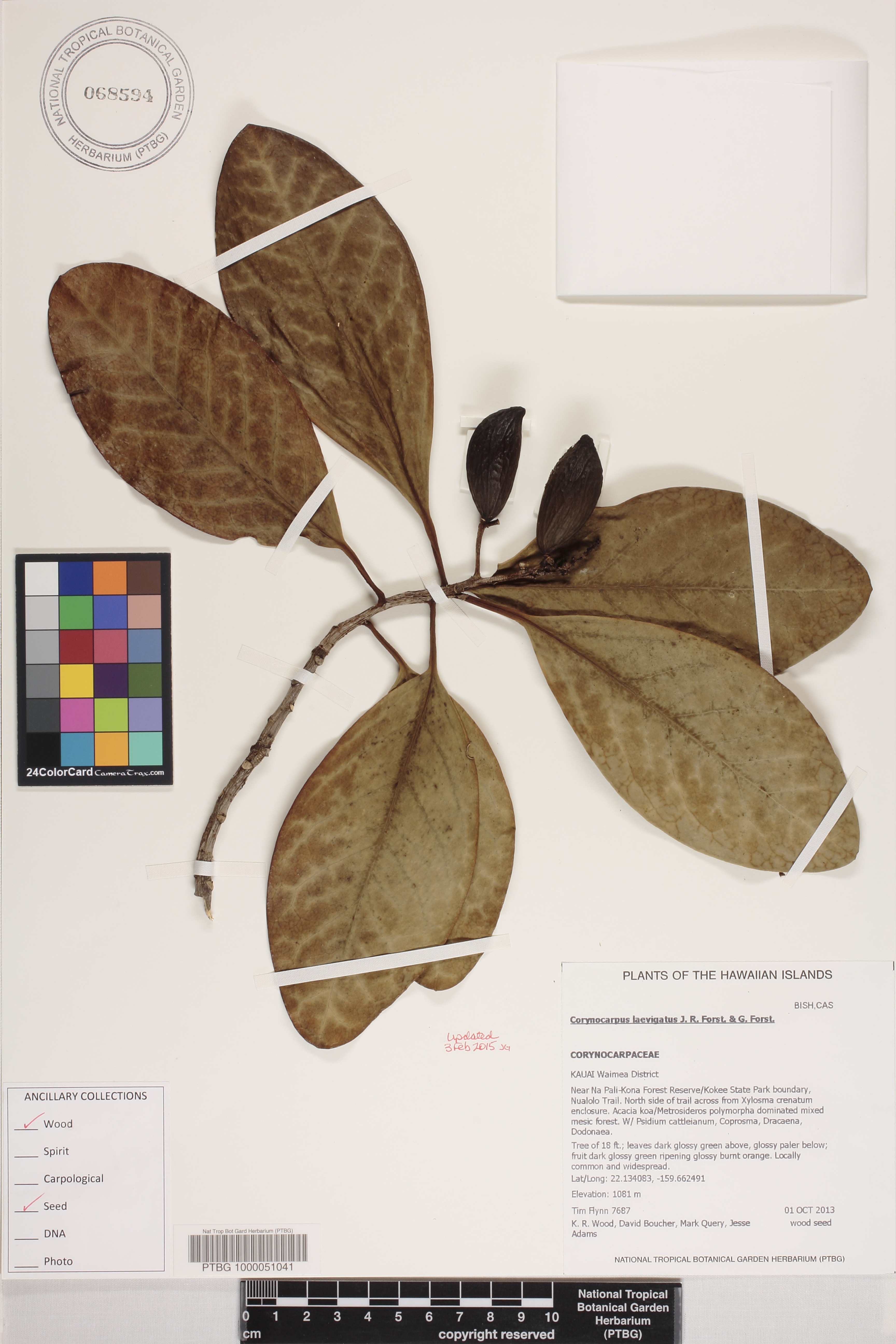 Corynocarpus image