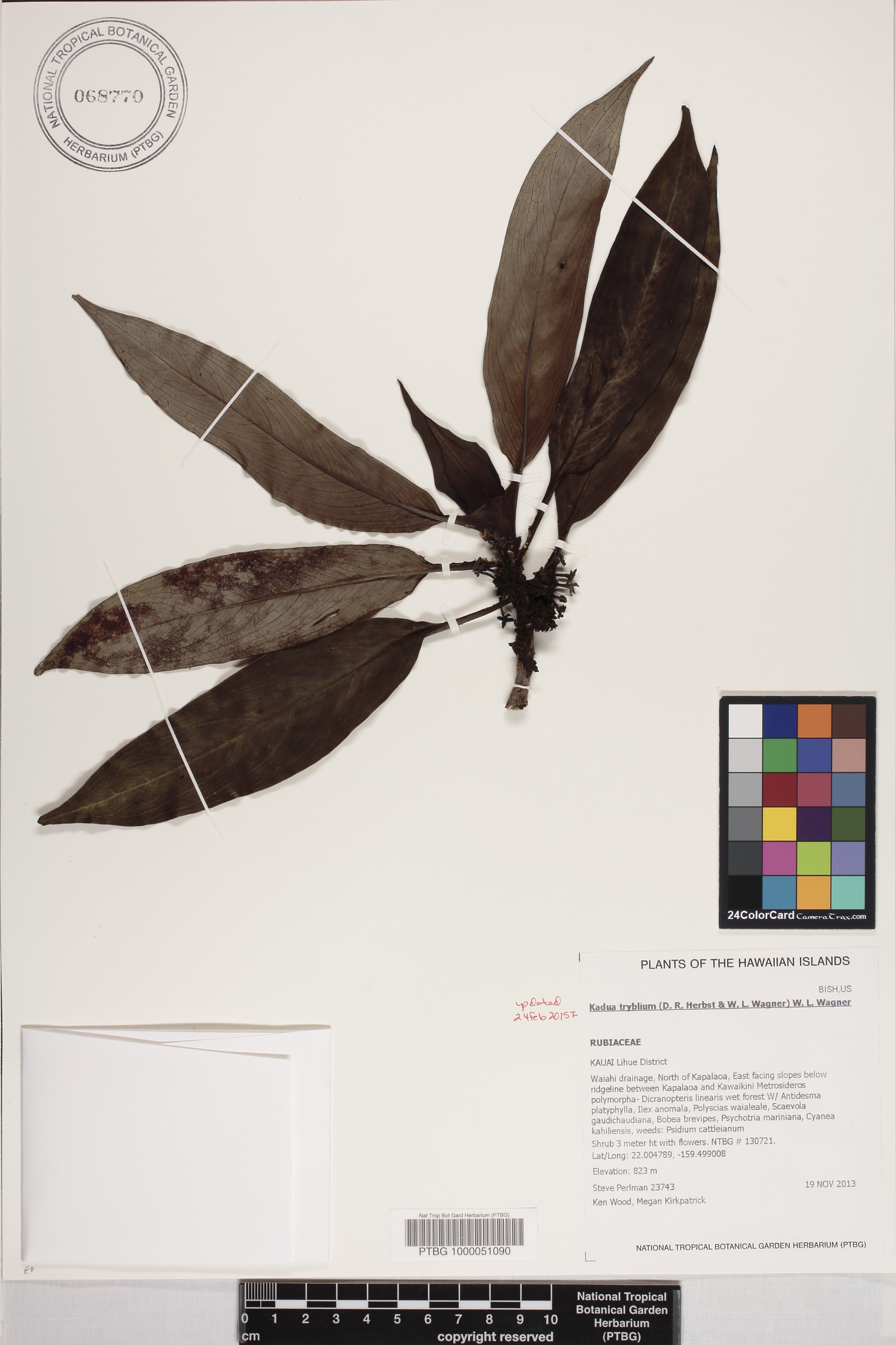 Kadua tryblium image
