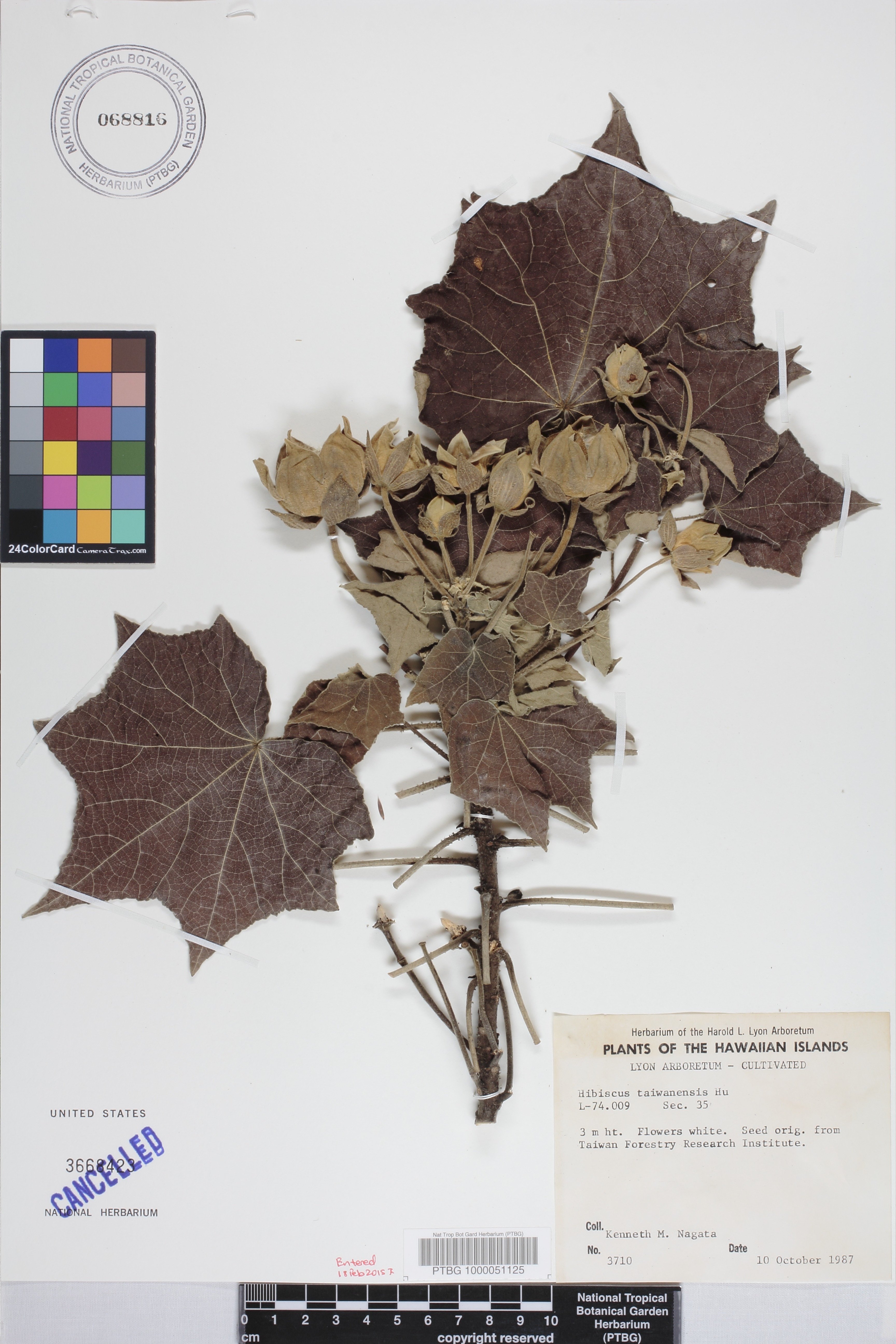 Hibiscus taiwanensis image