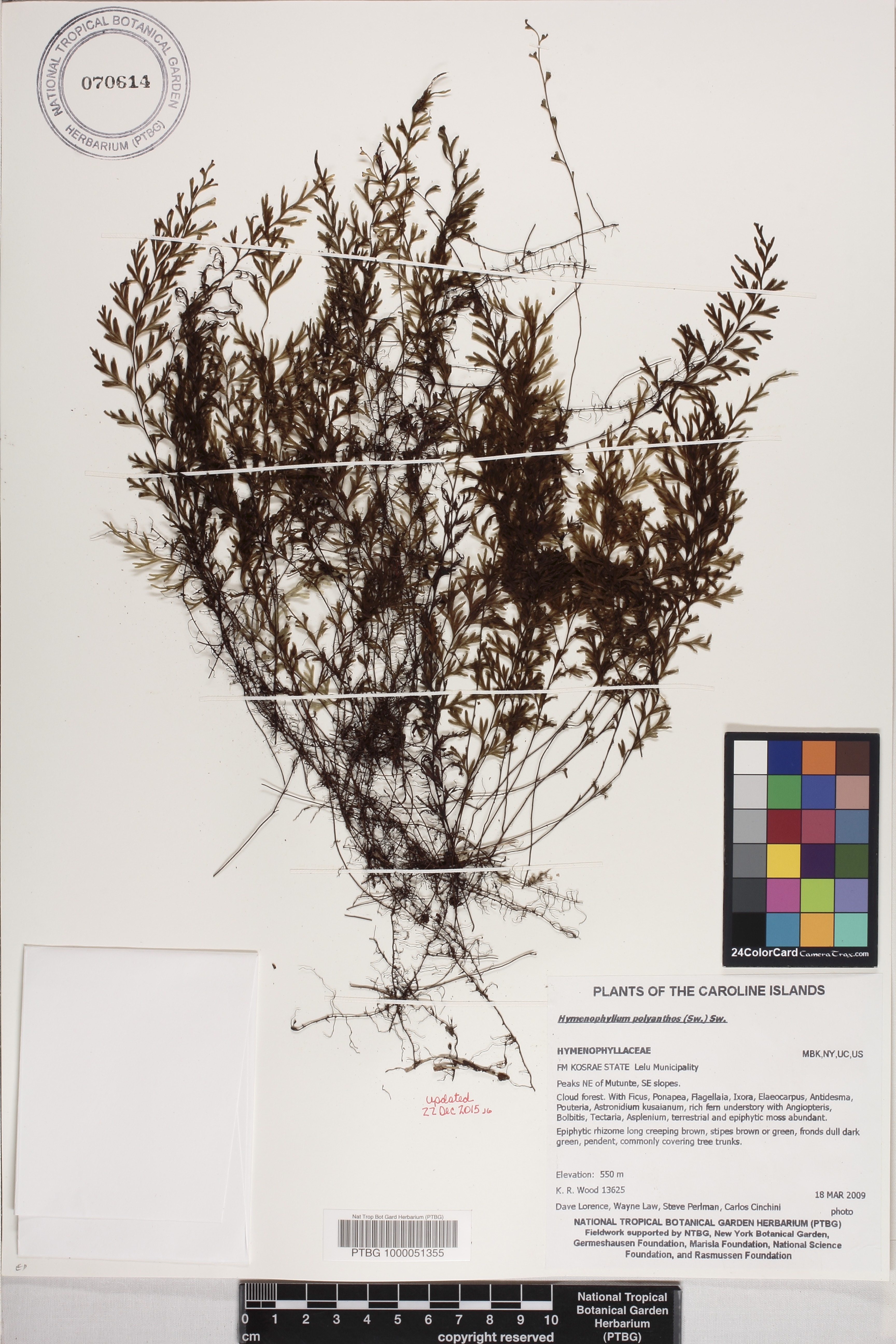 Hymenophyllum image