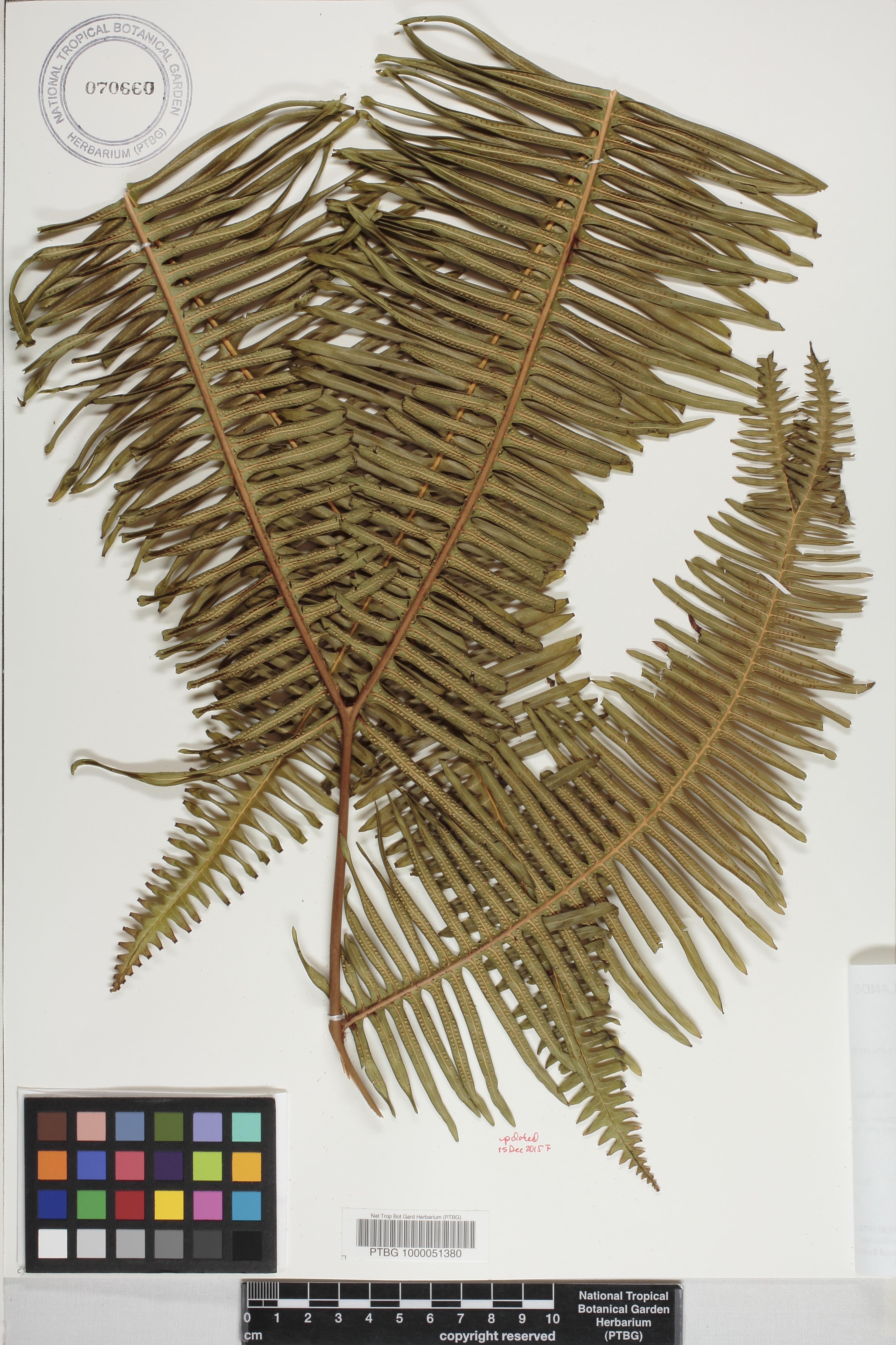 Dicranopteris weatherbyi image