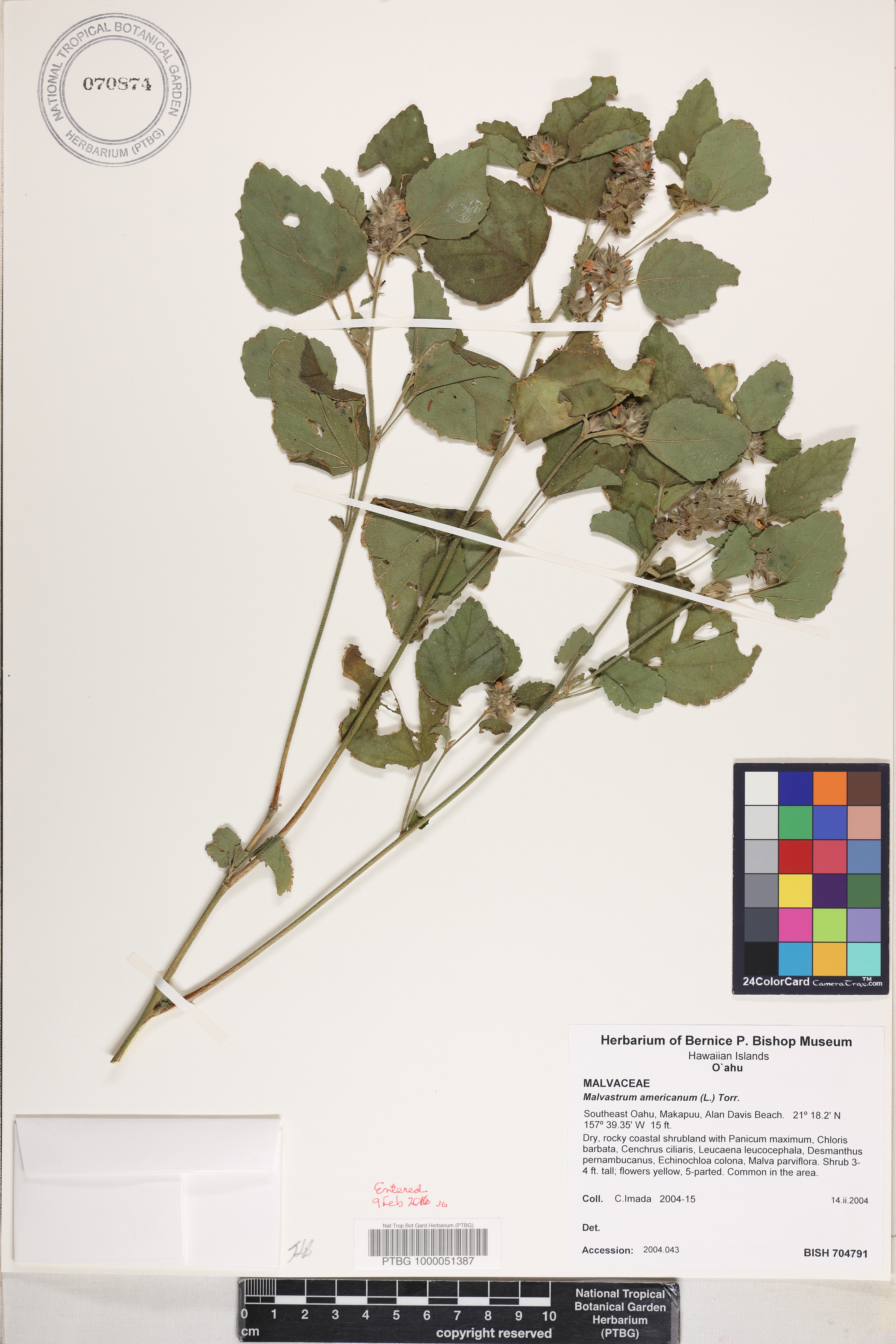 Malvastrum americanum image
