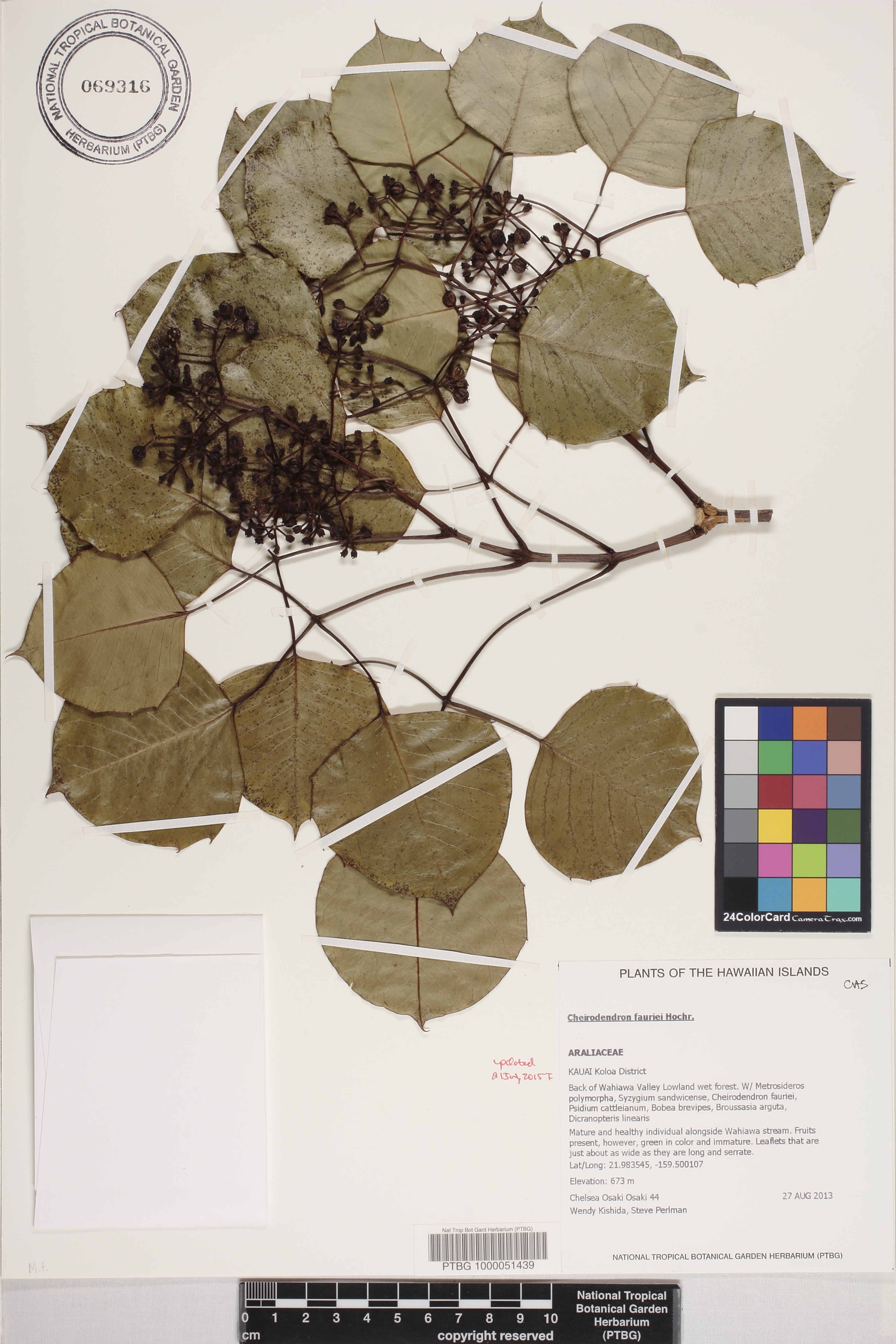 Cheirodendron fauriei image