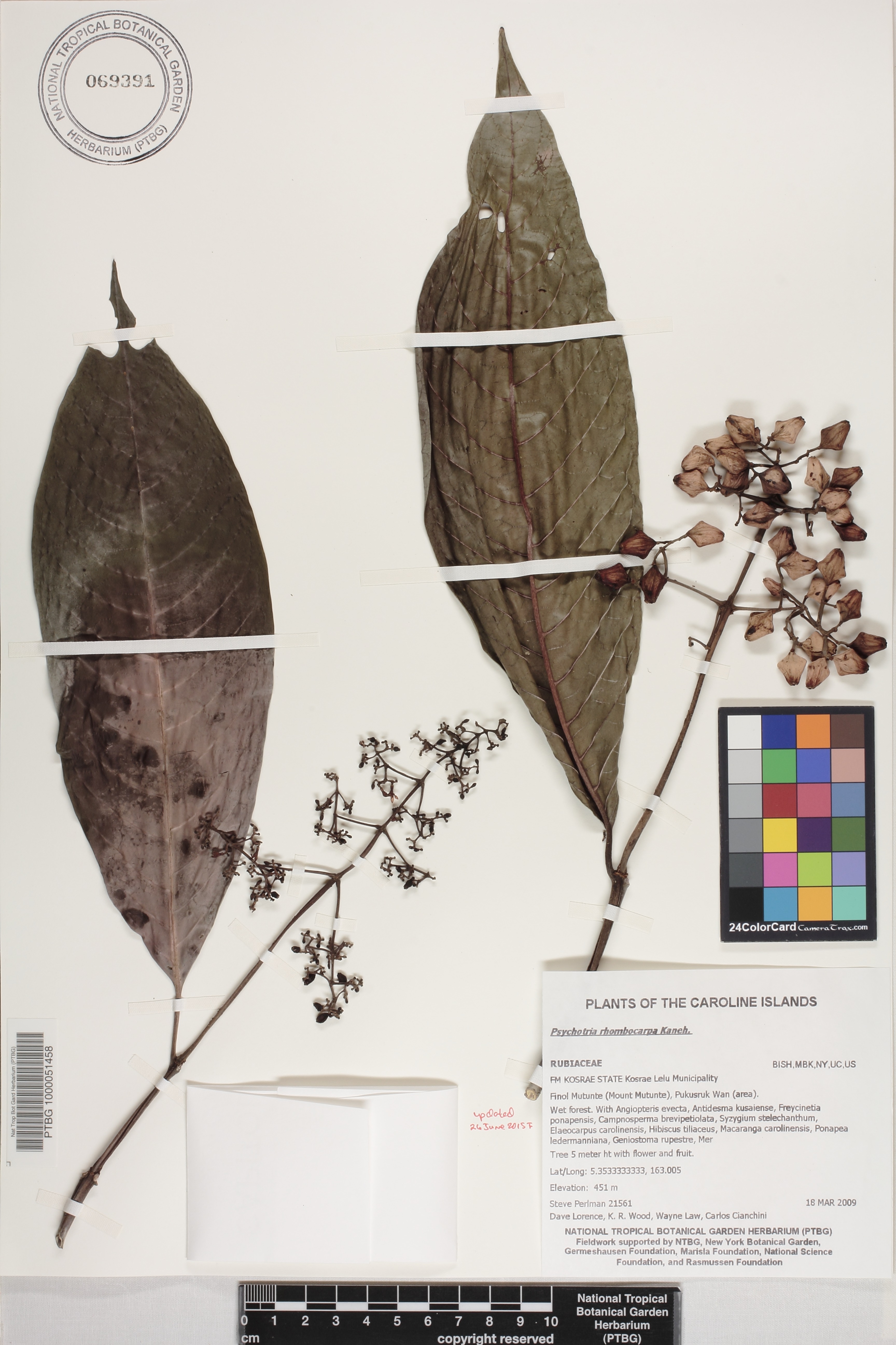 Psychotria rhombocarpa image