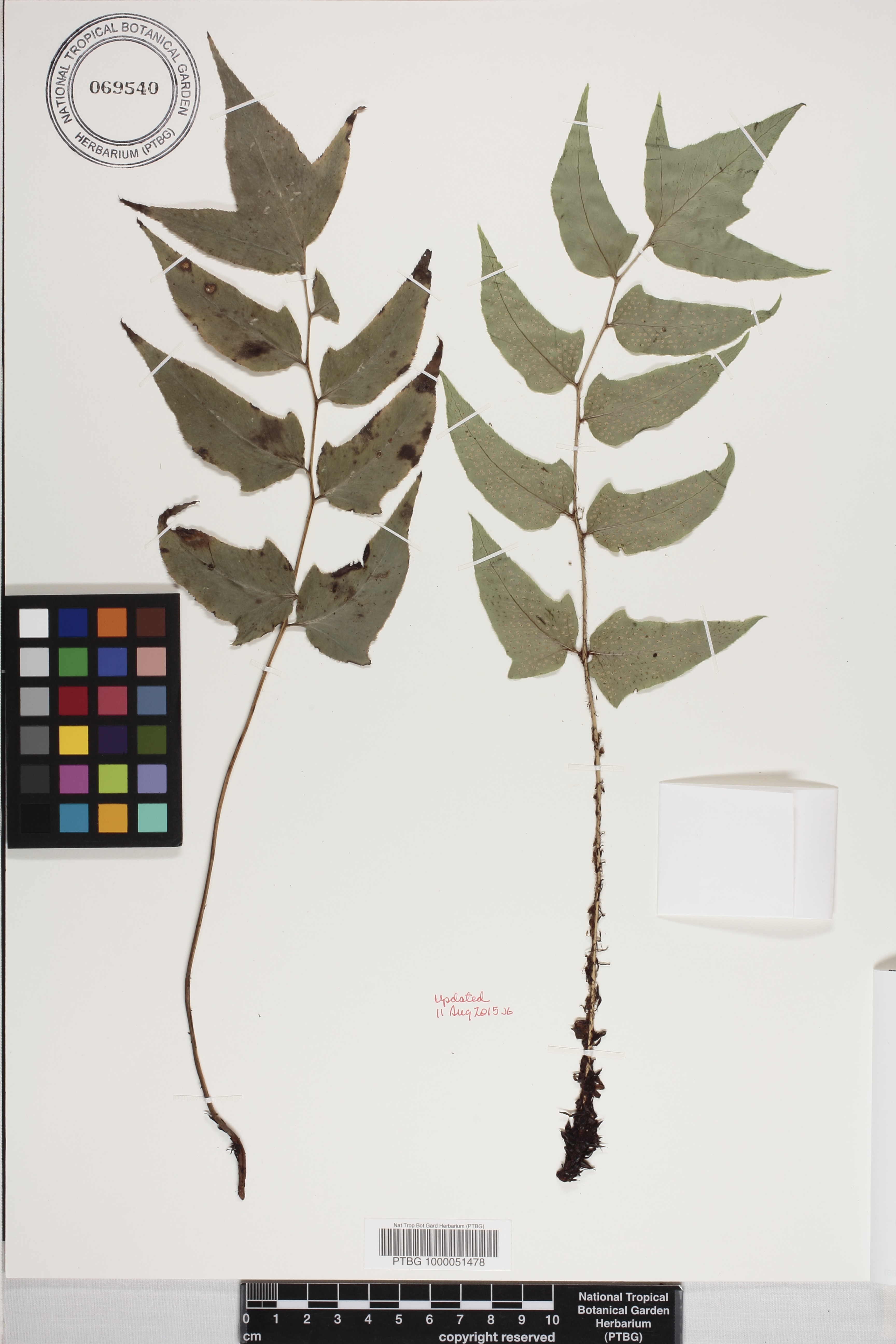 Cyrtomium caryotideum image