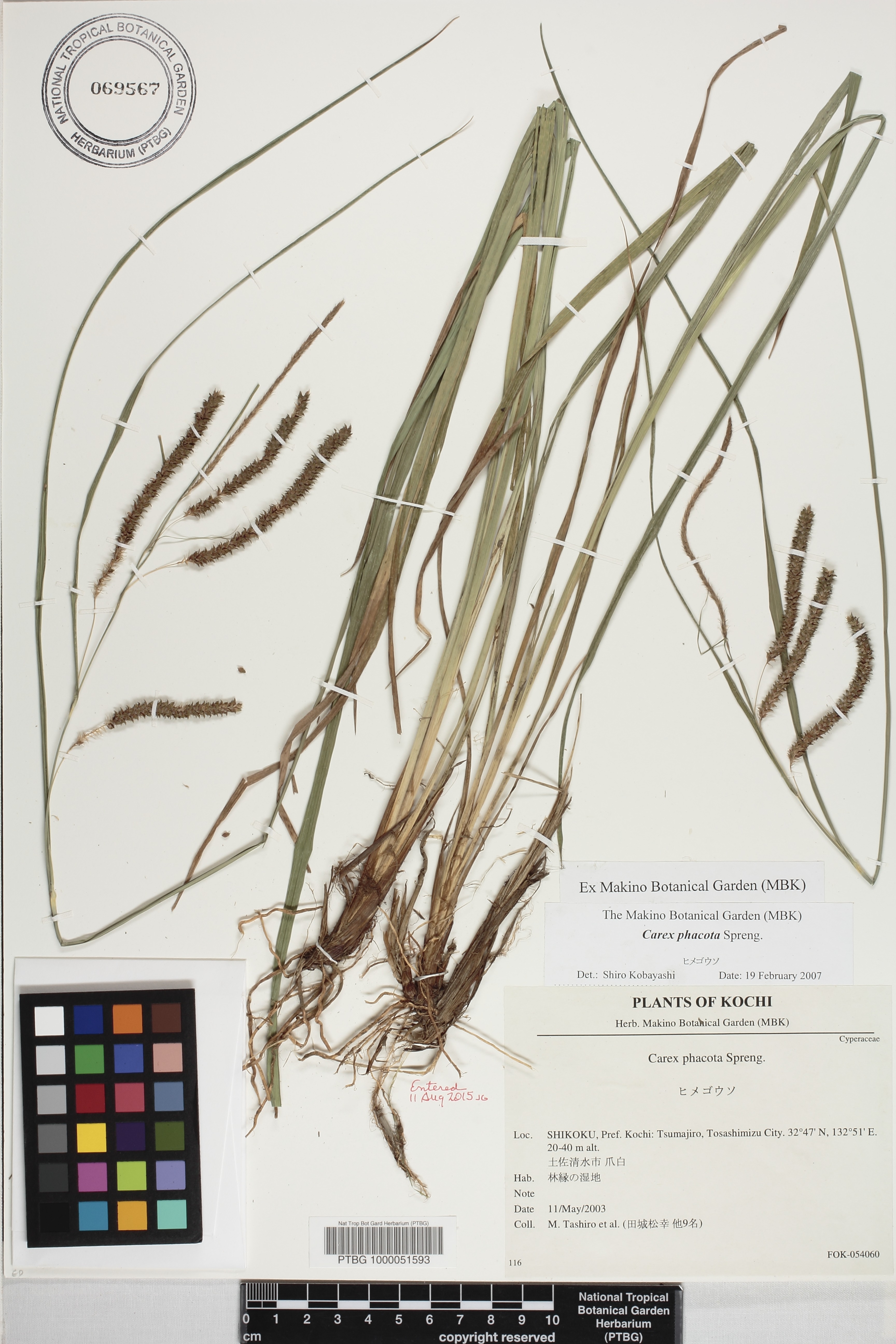 Carex phacota image
