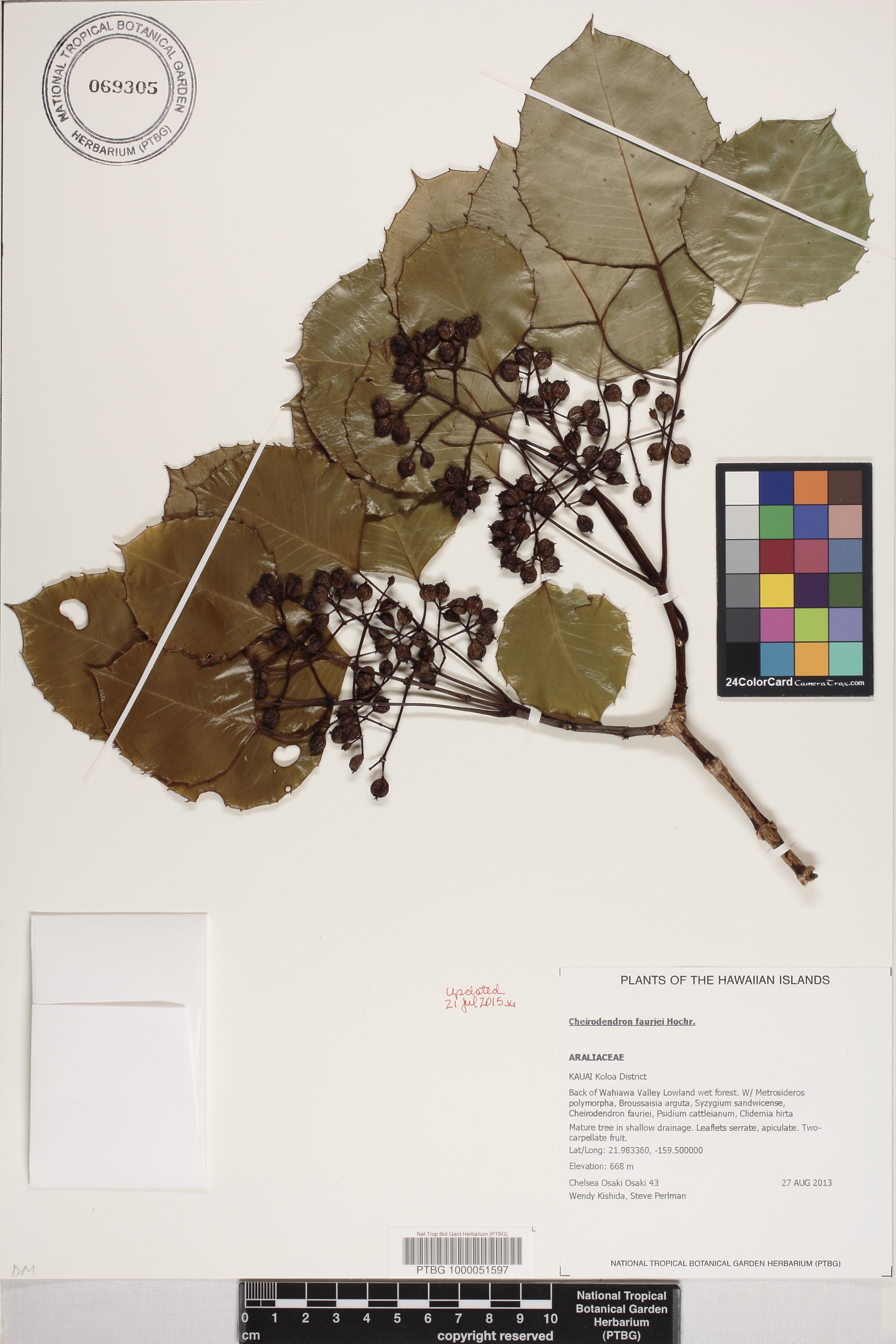 Cheirodendron fauriei image