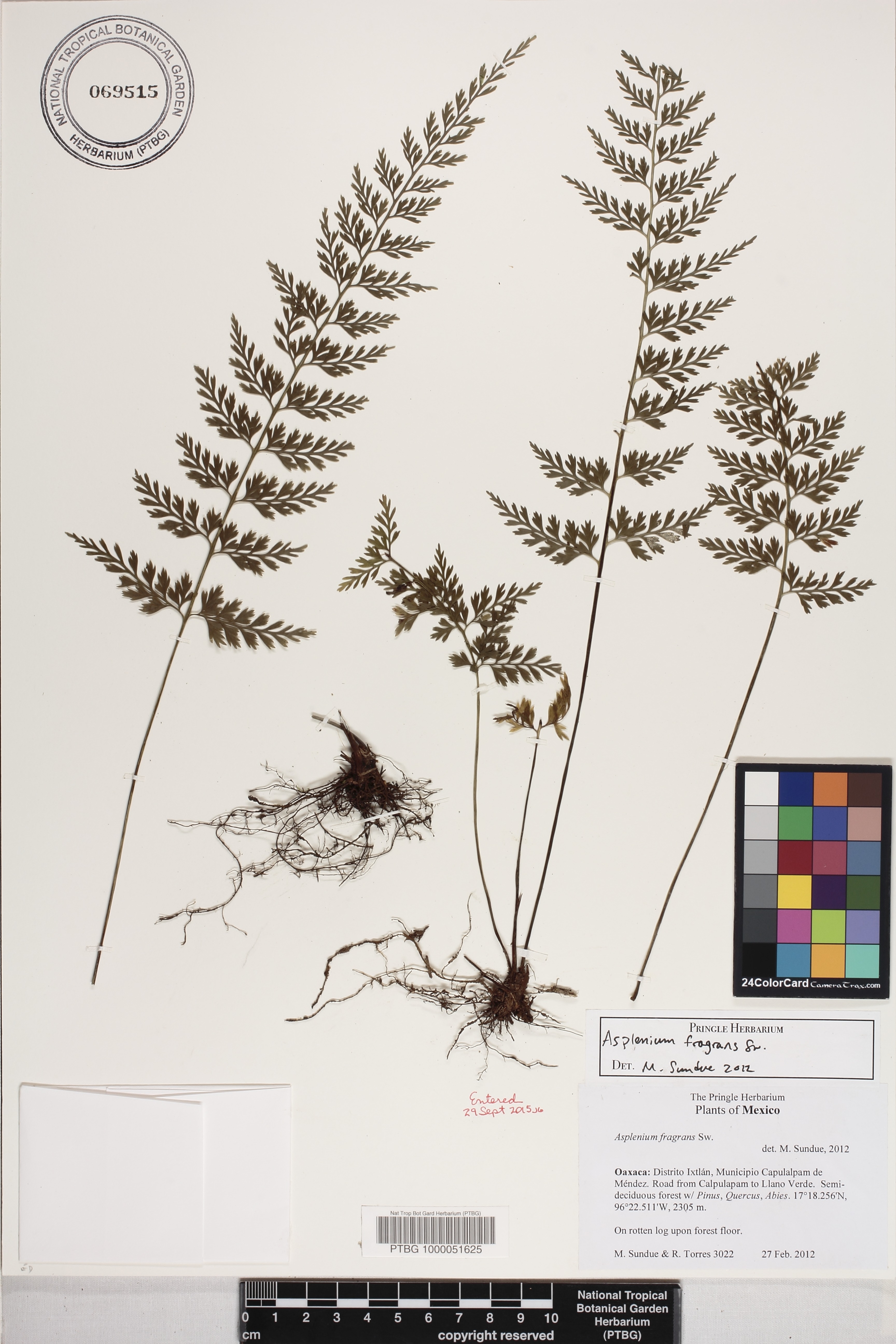 Asplenium fragrans image