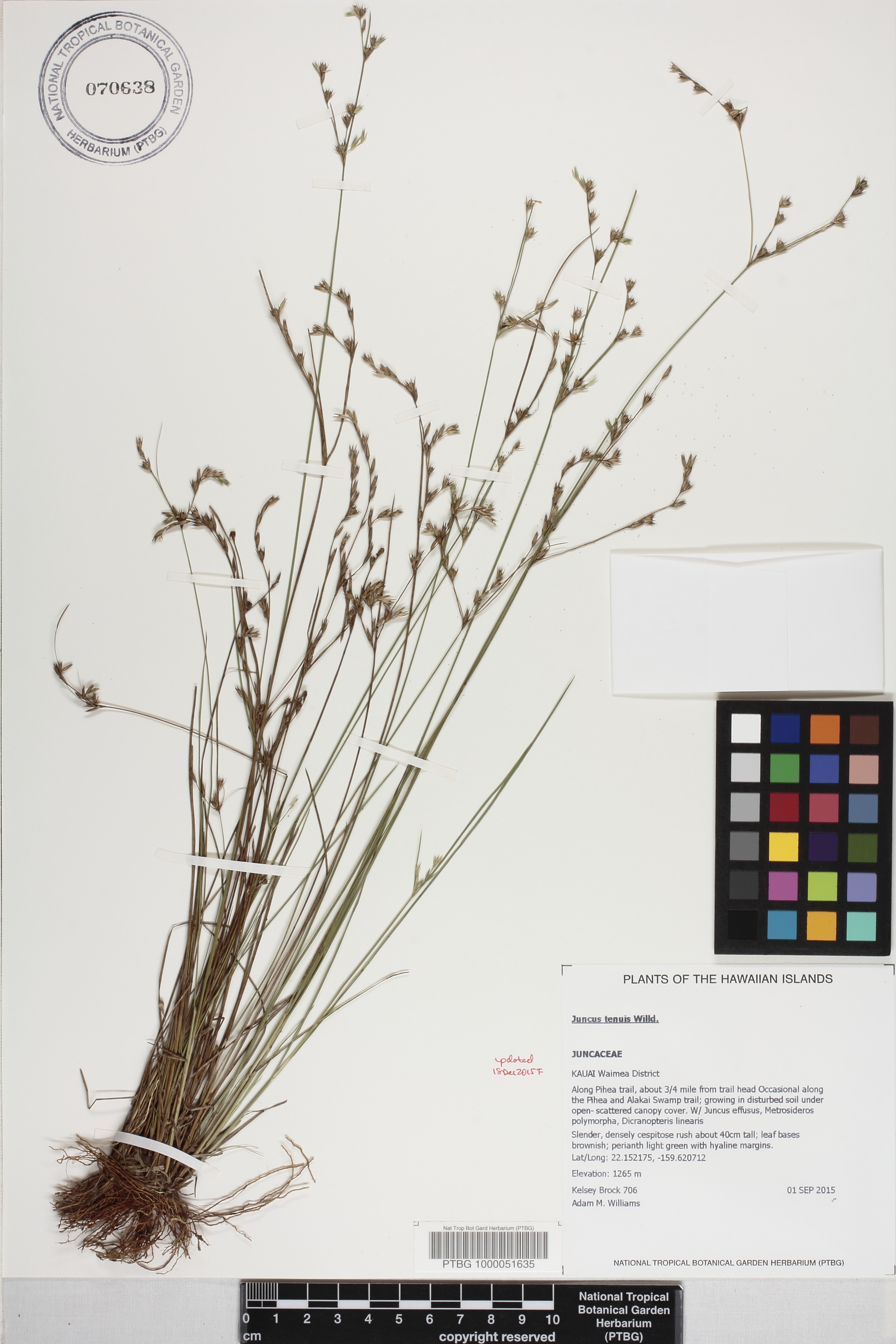 Juncus tenuis image