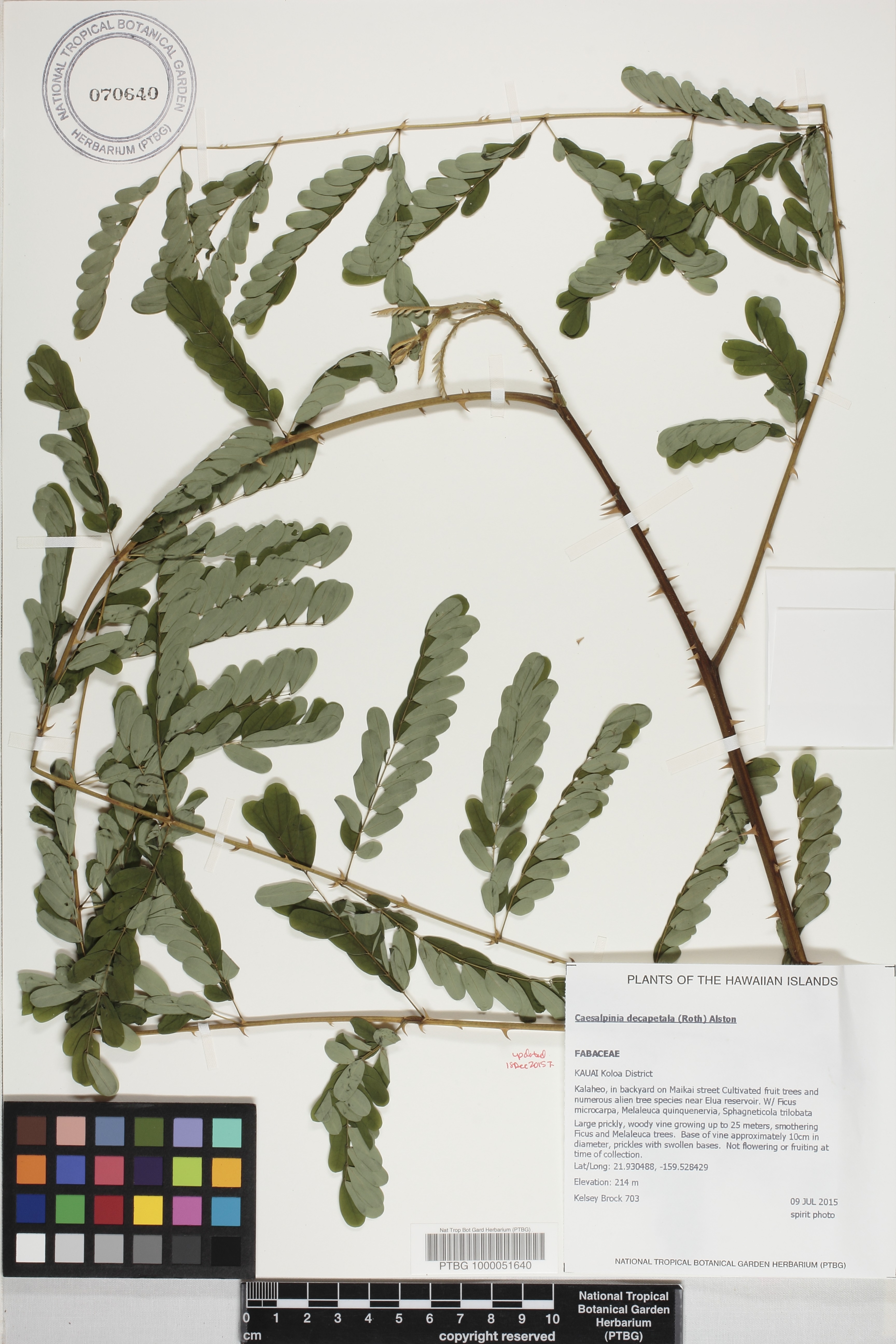Caesalpinia decapetala image