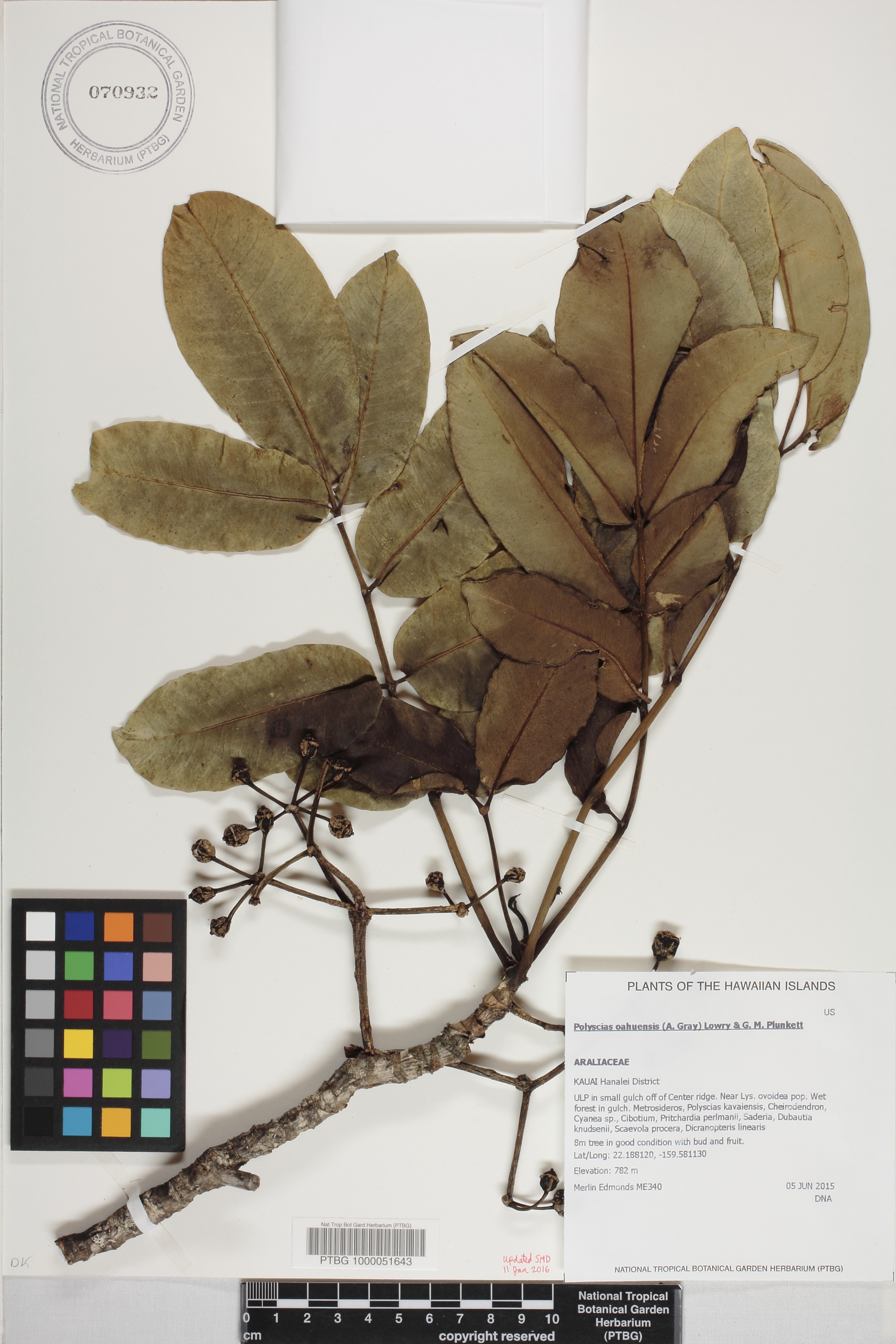 Polyscias oahuensis image