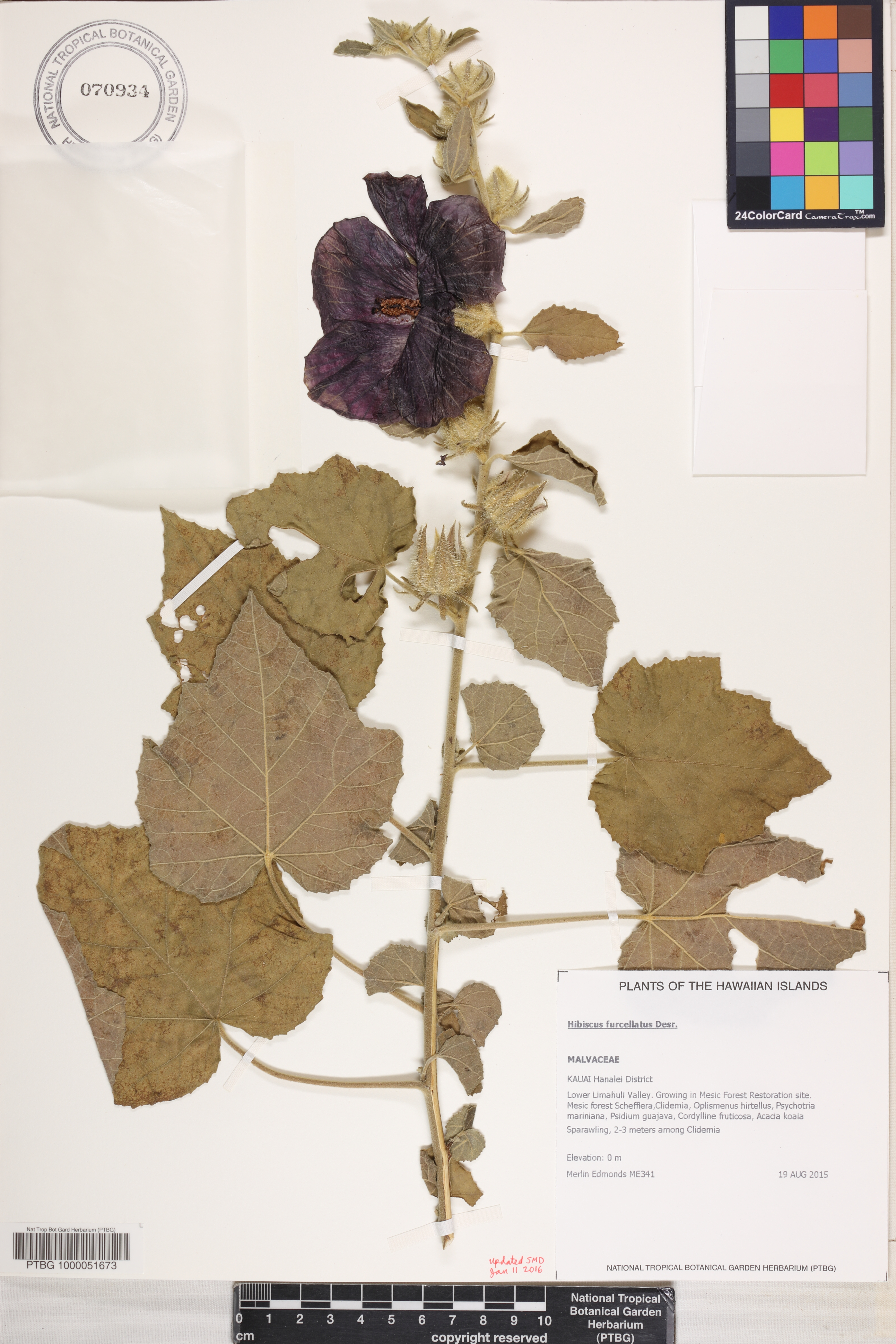 Hibiscus furcellatus image