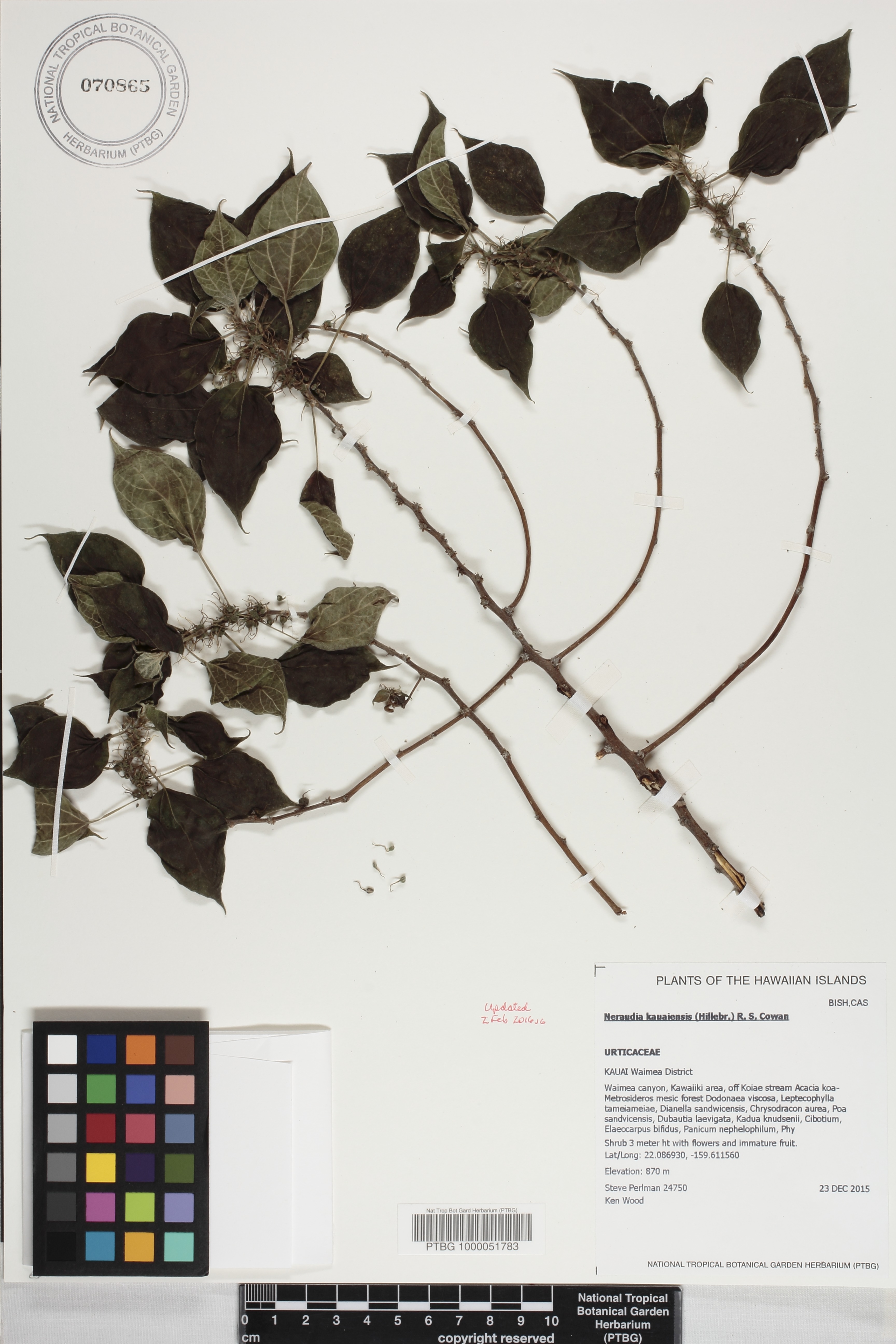 Neraudia kauaiensis image