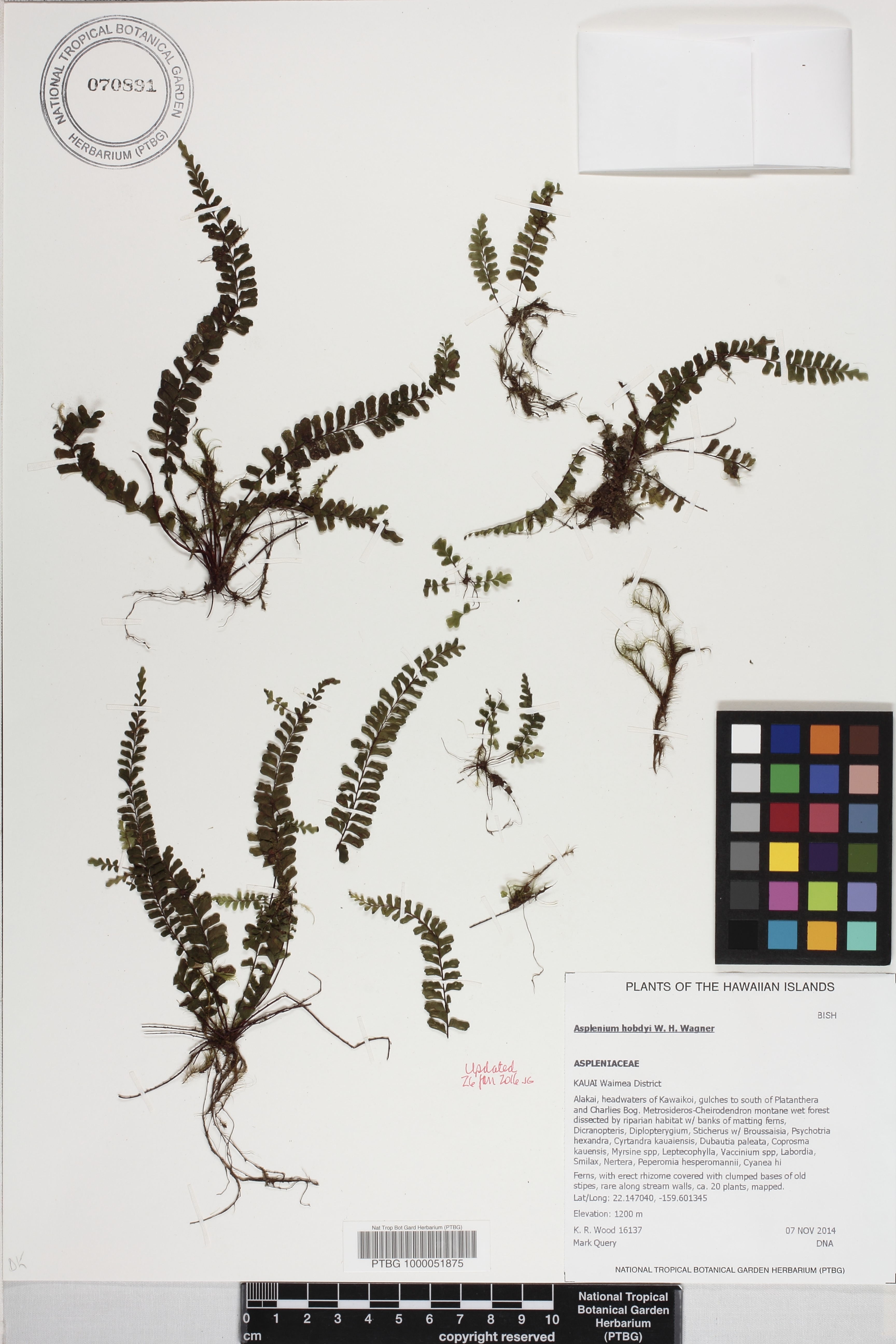 Asplenium hobdyi image