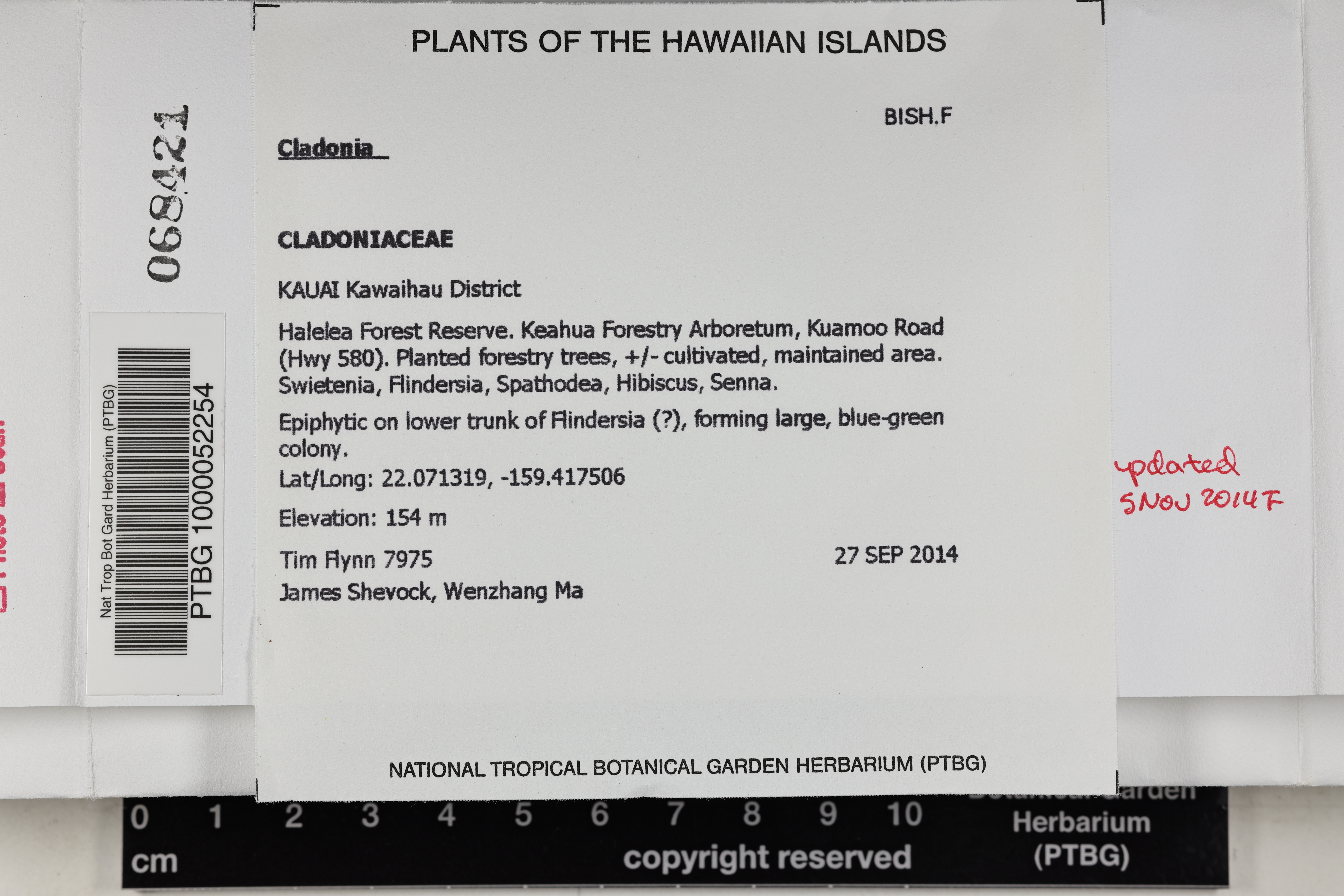 Cladoniaceae image