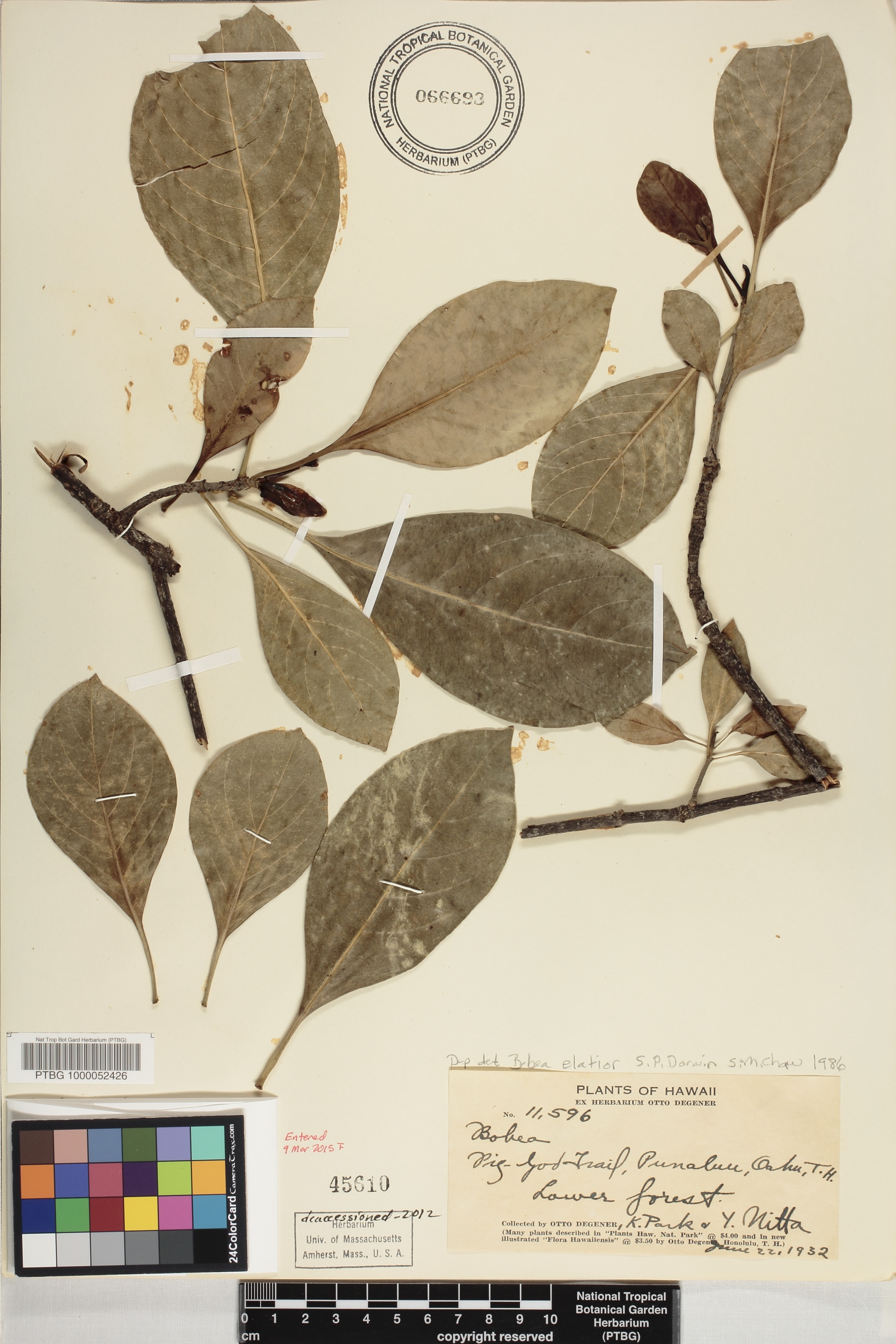 Bobea elatior image
