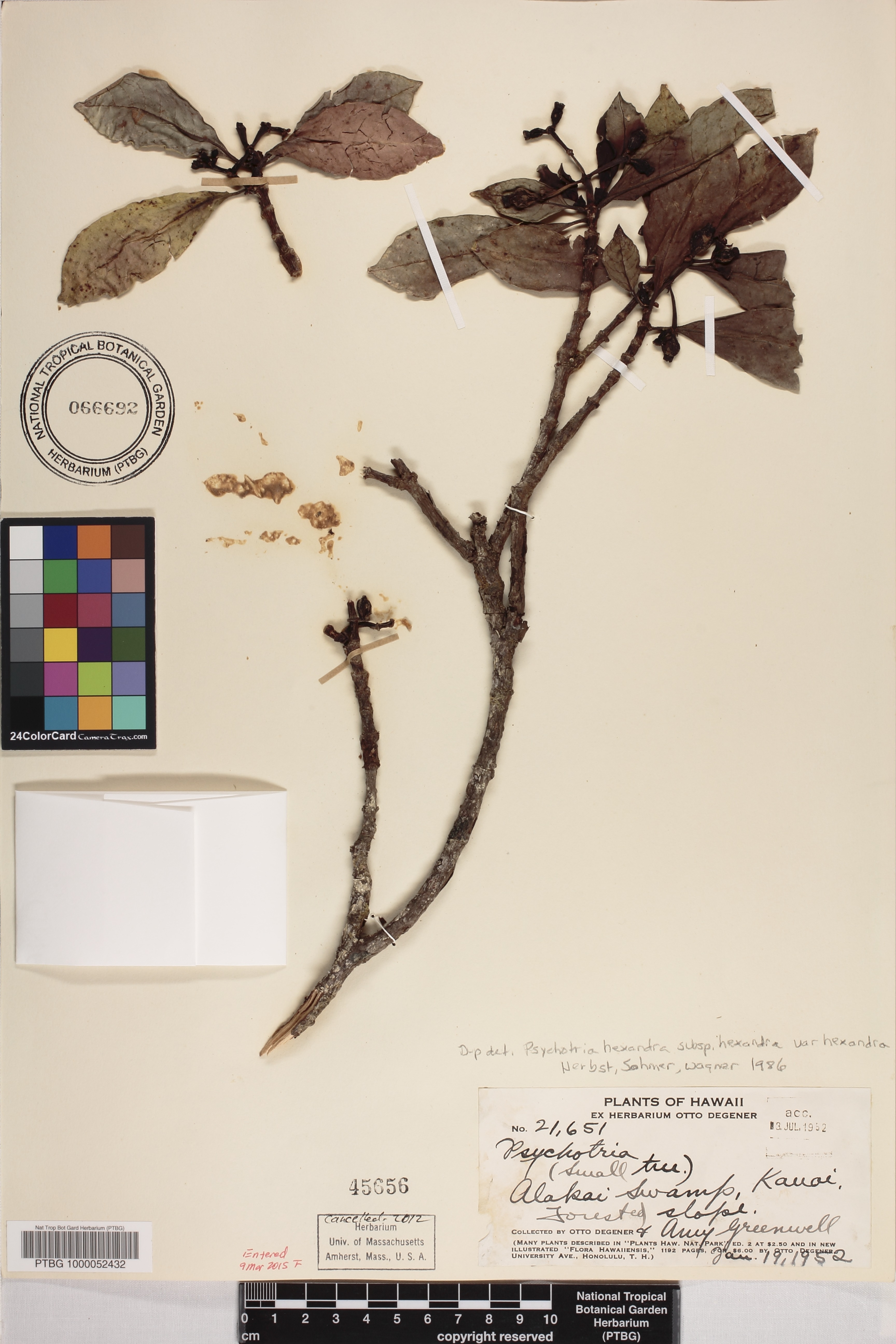 Psychotria hexandra image