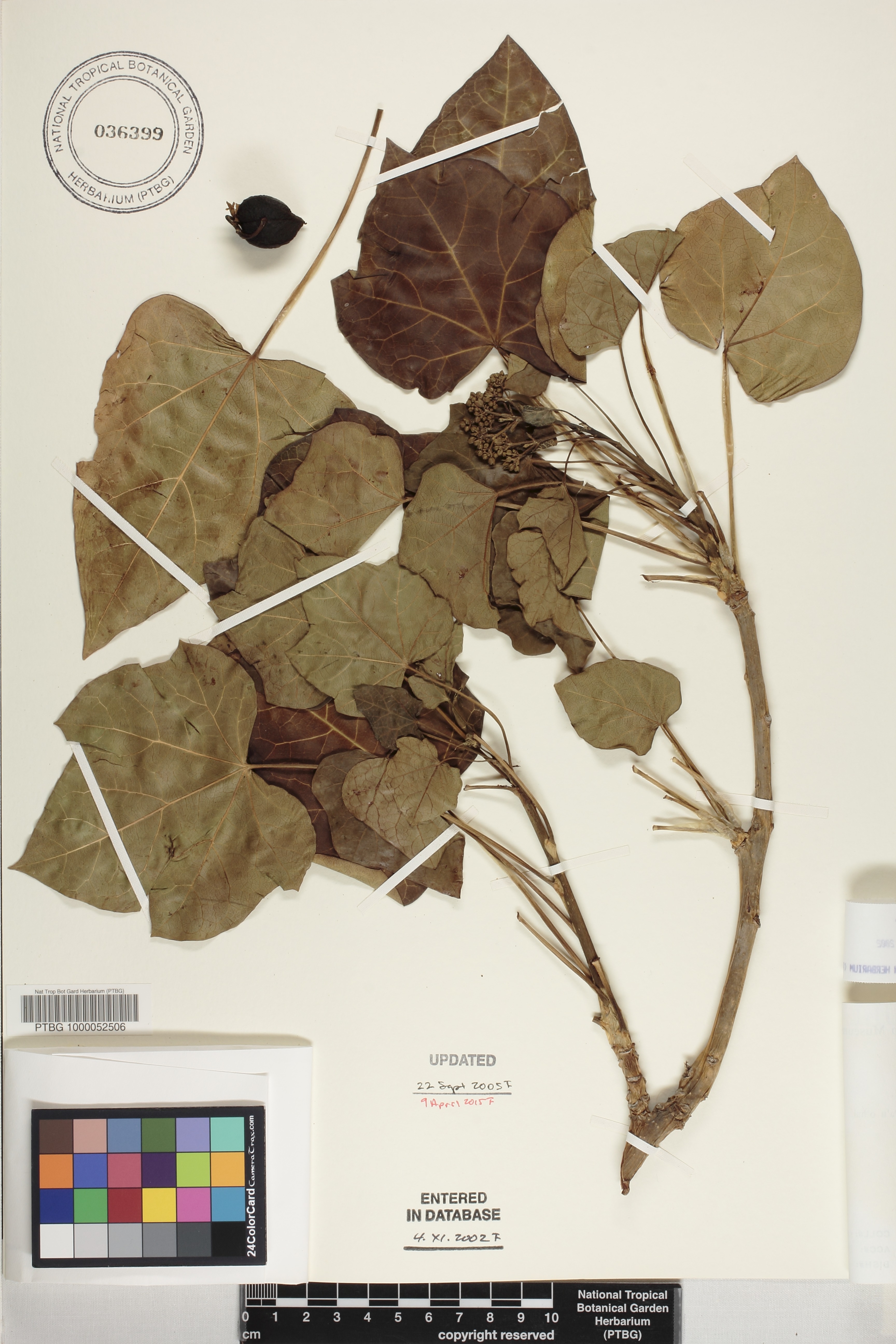 Jatropha curcas image