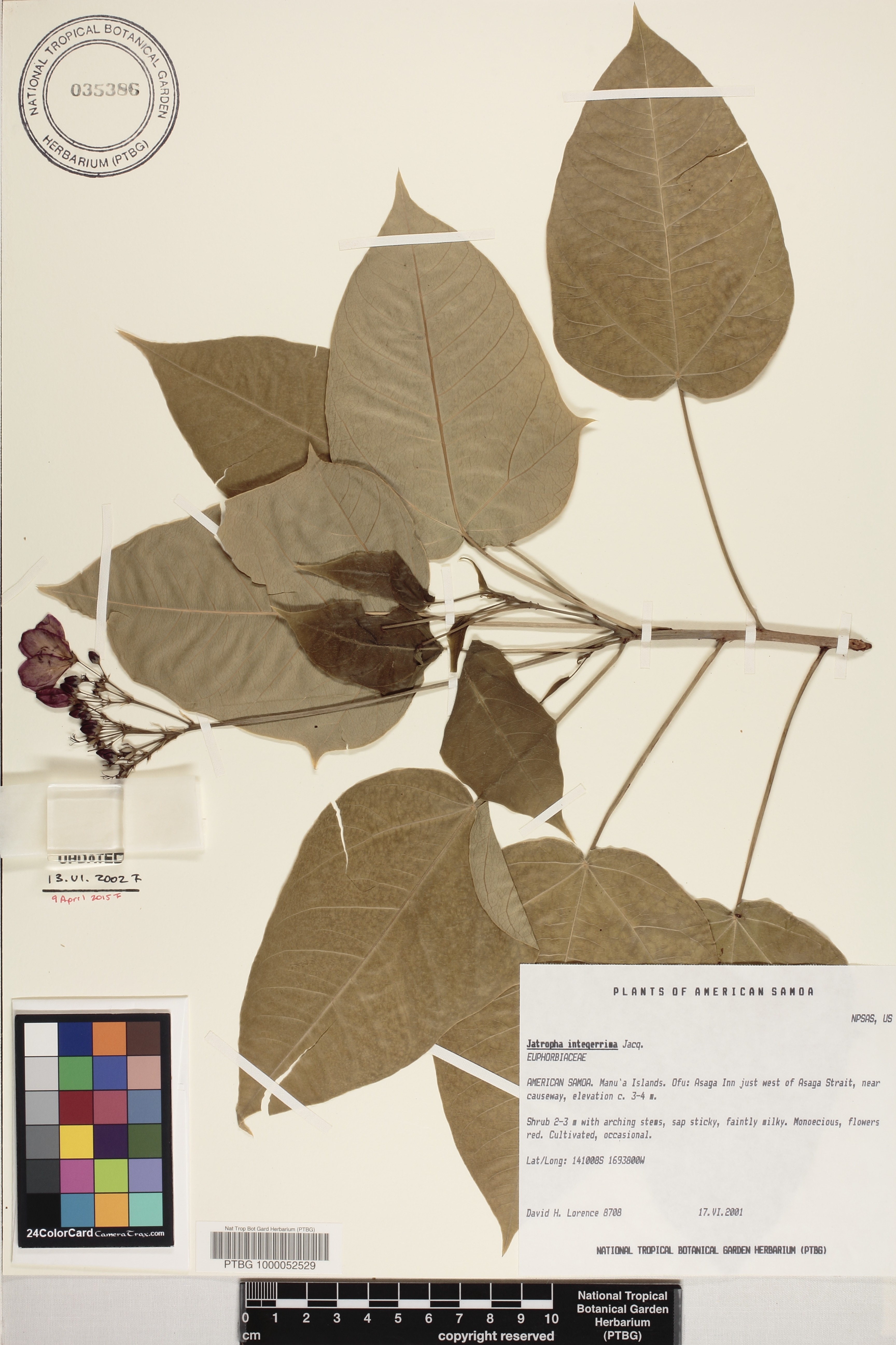 Jatropha image
