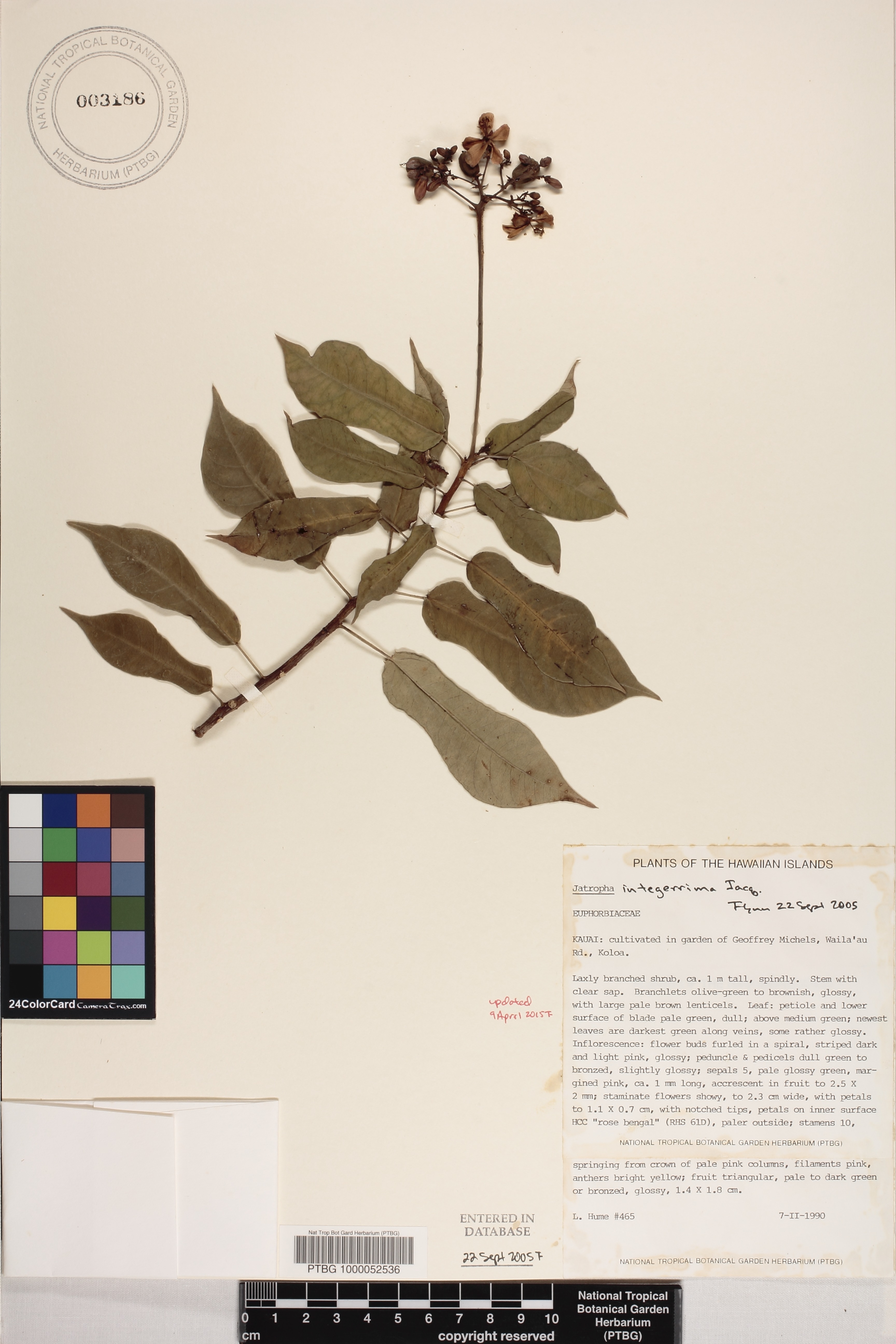 Jatropha image