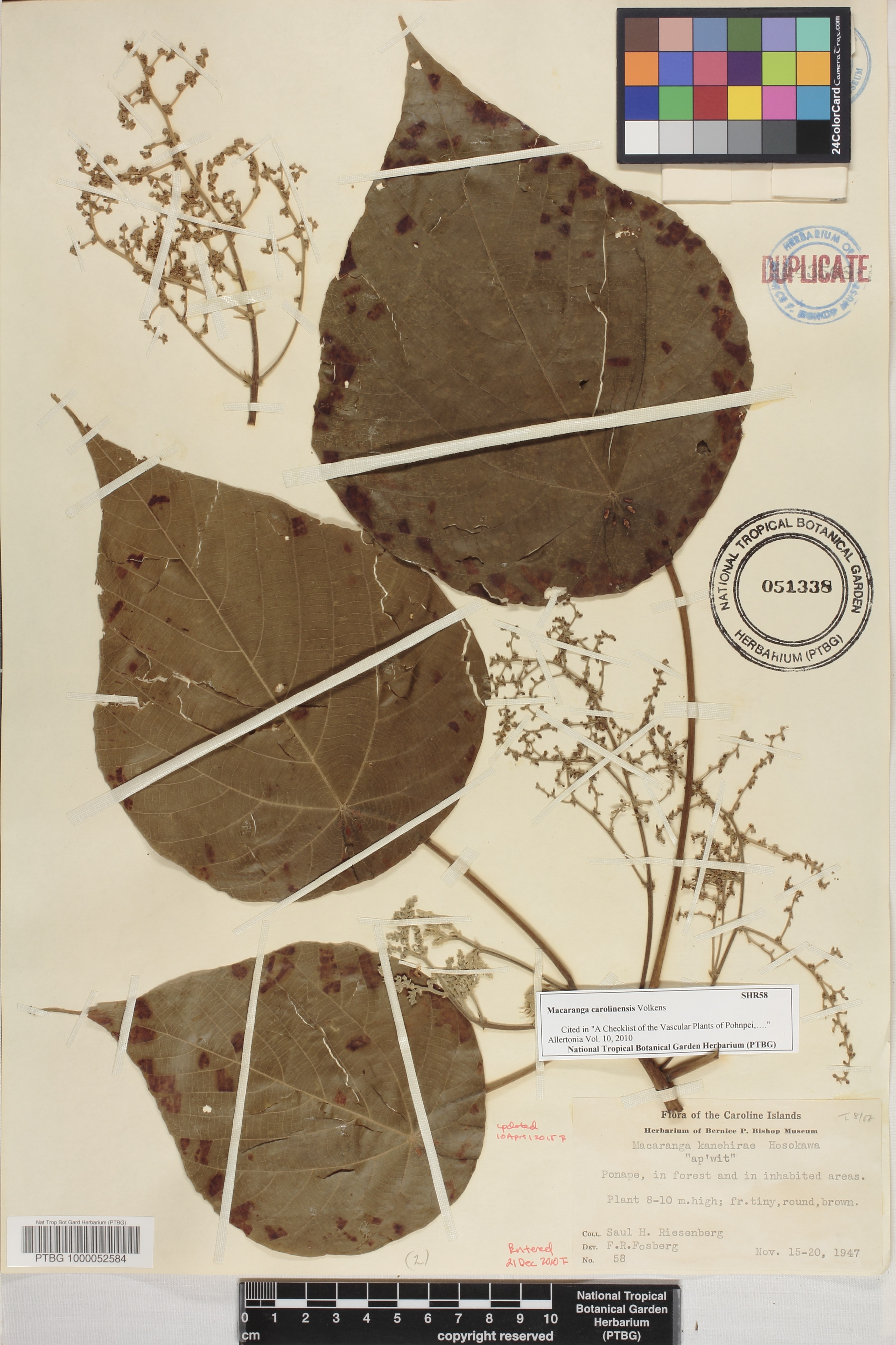 Macaranga carolinensis image