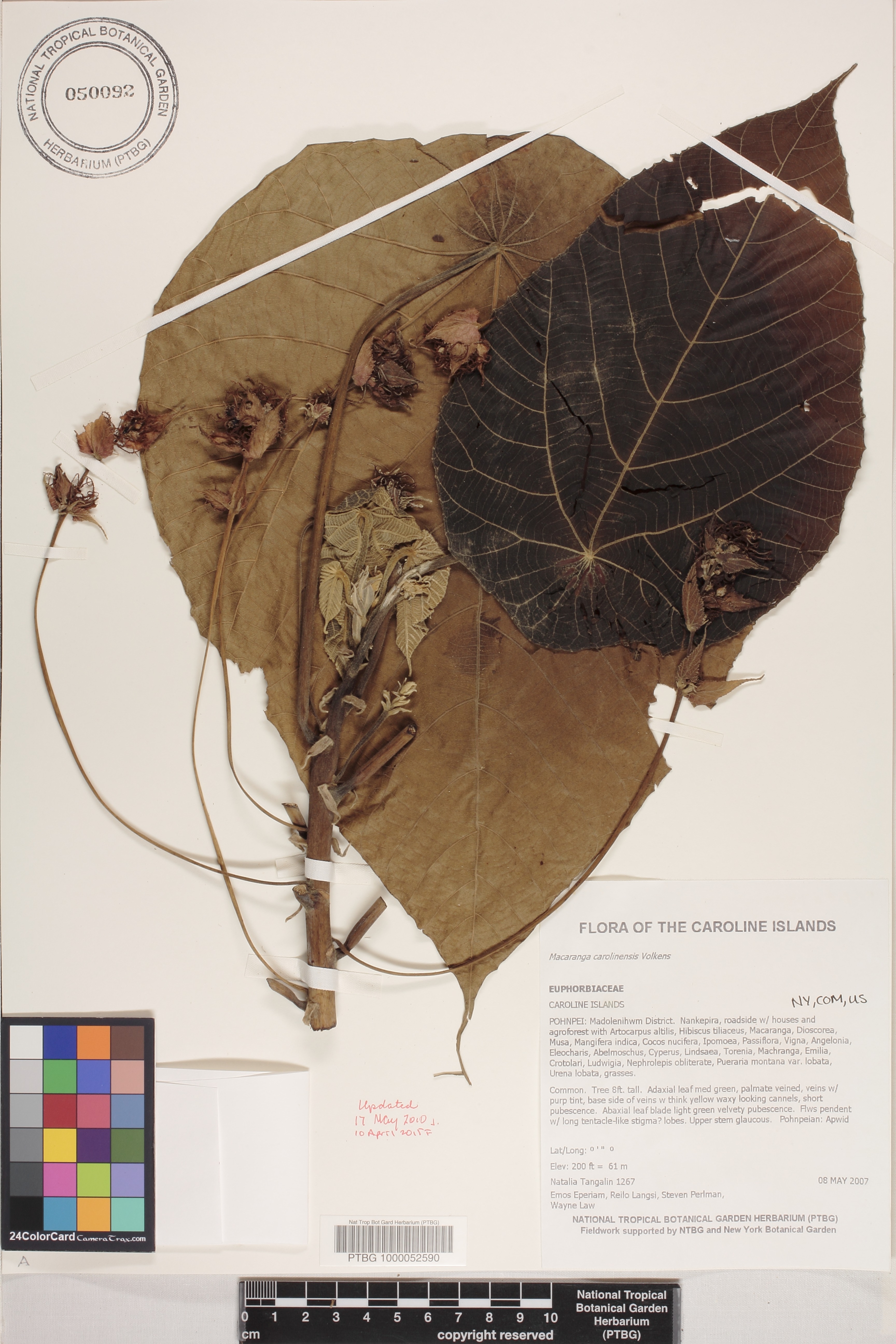 Macaranga carolinensis image
