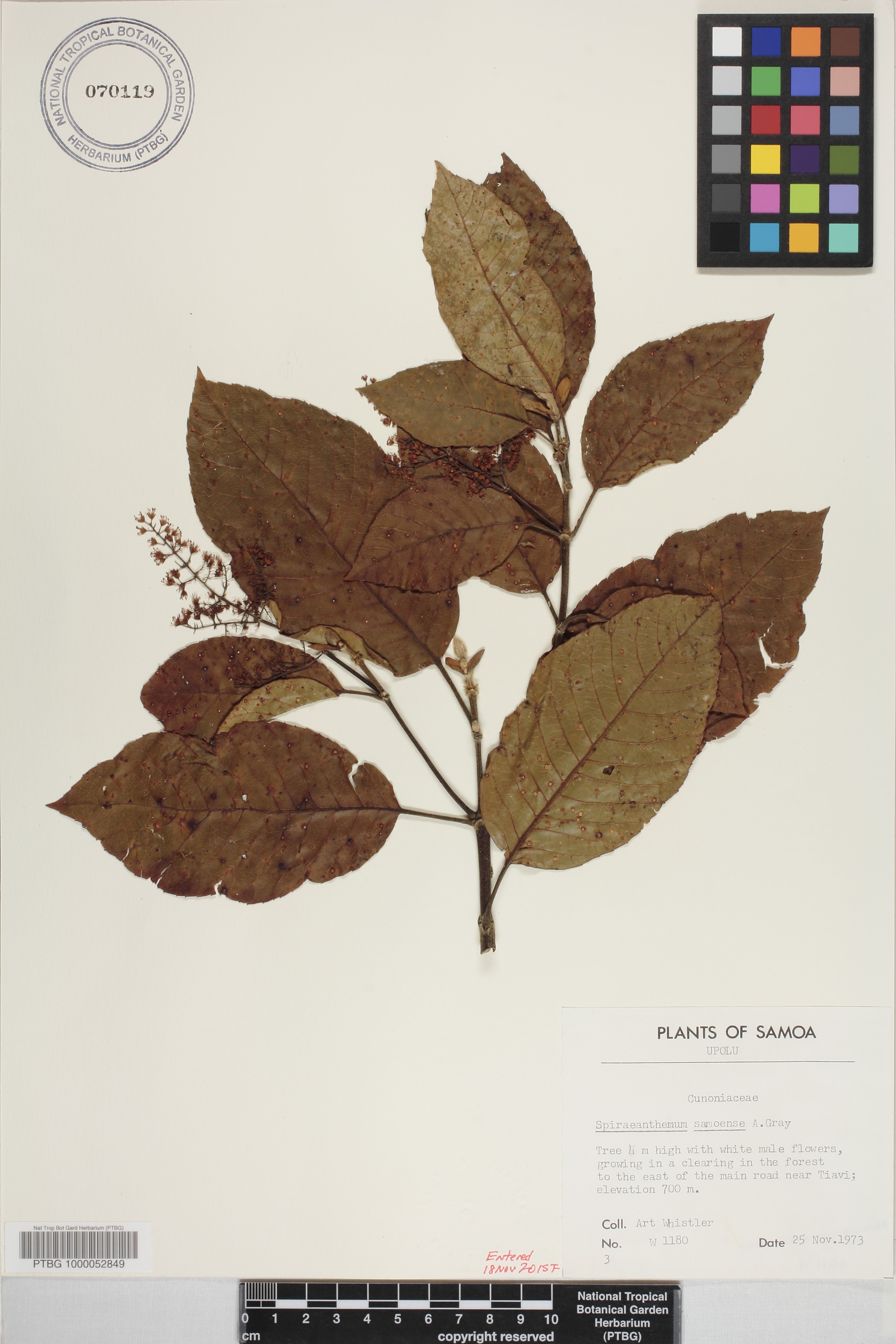 Spiraeanthemum samoense image