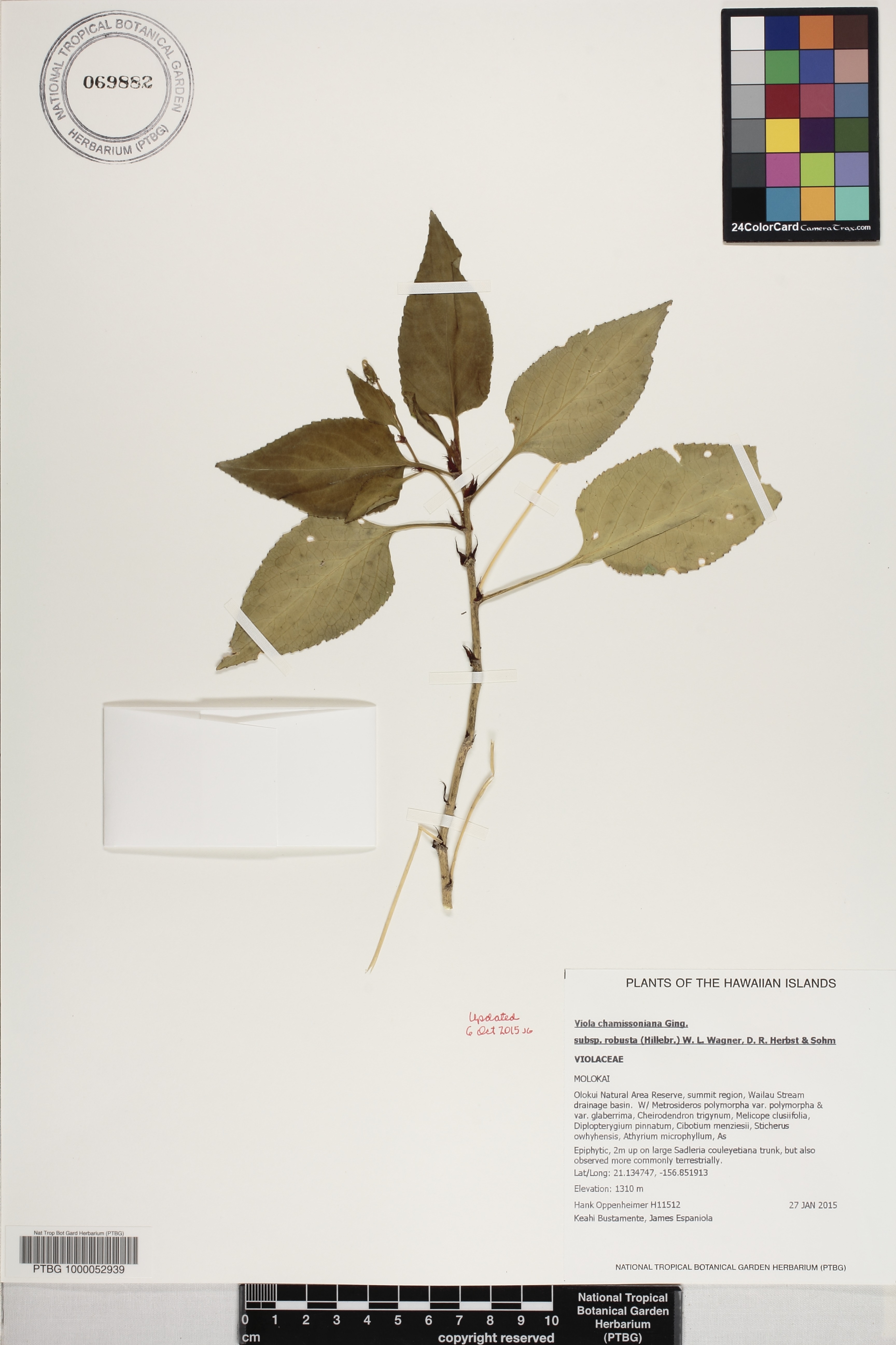 Viola chamissoniana subsp. robusta image