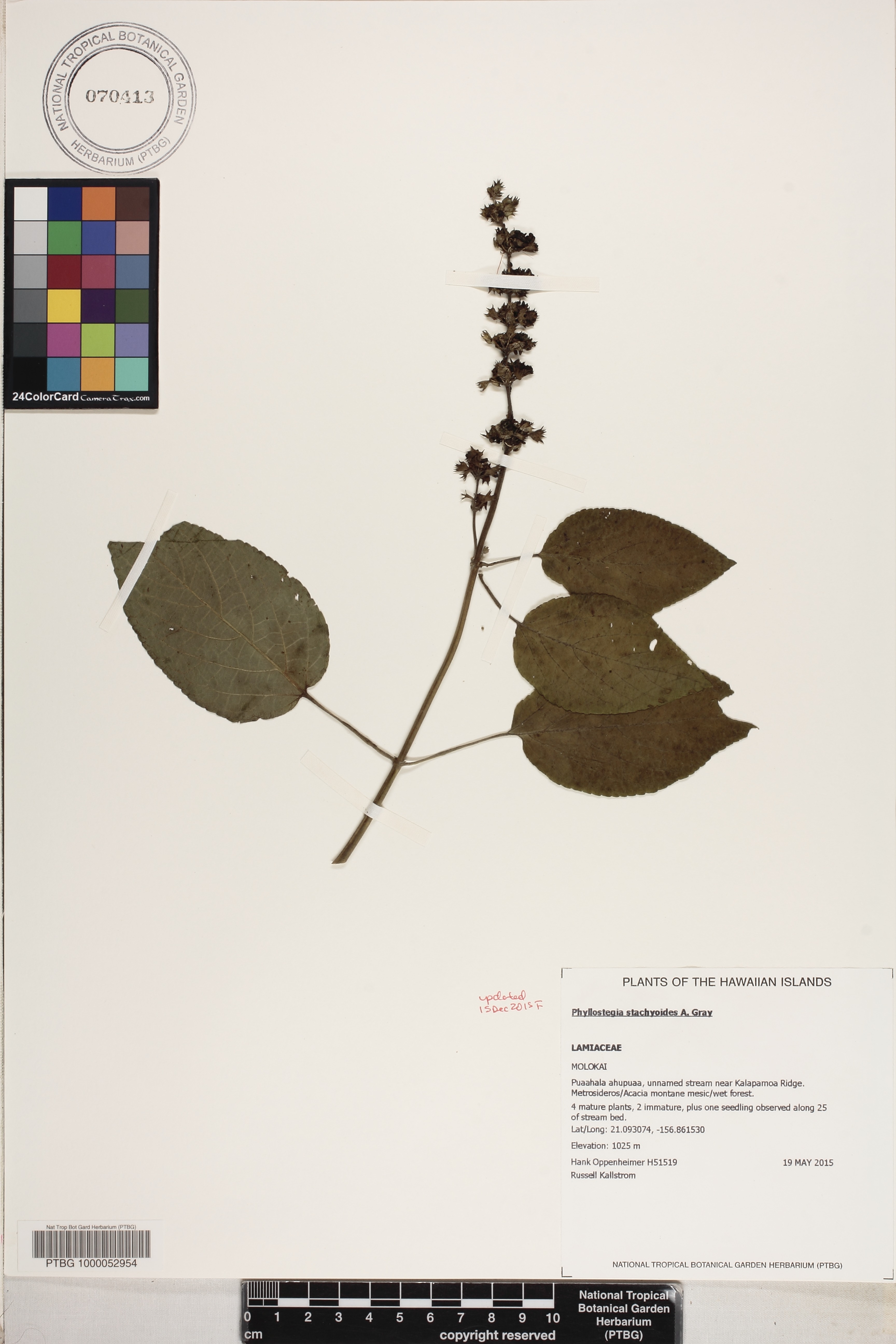Phyllostegia stachyoides image