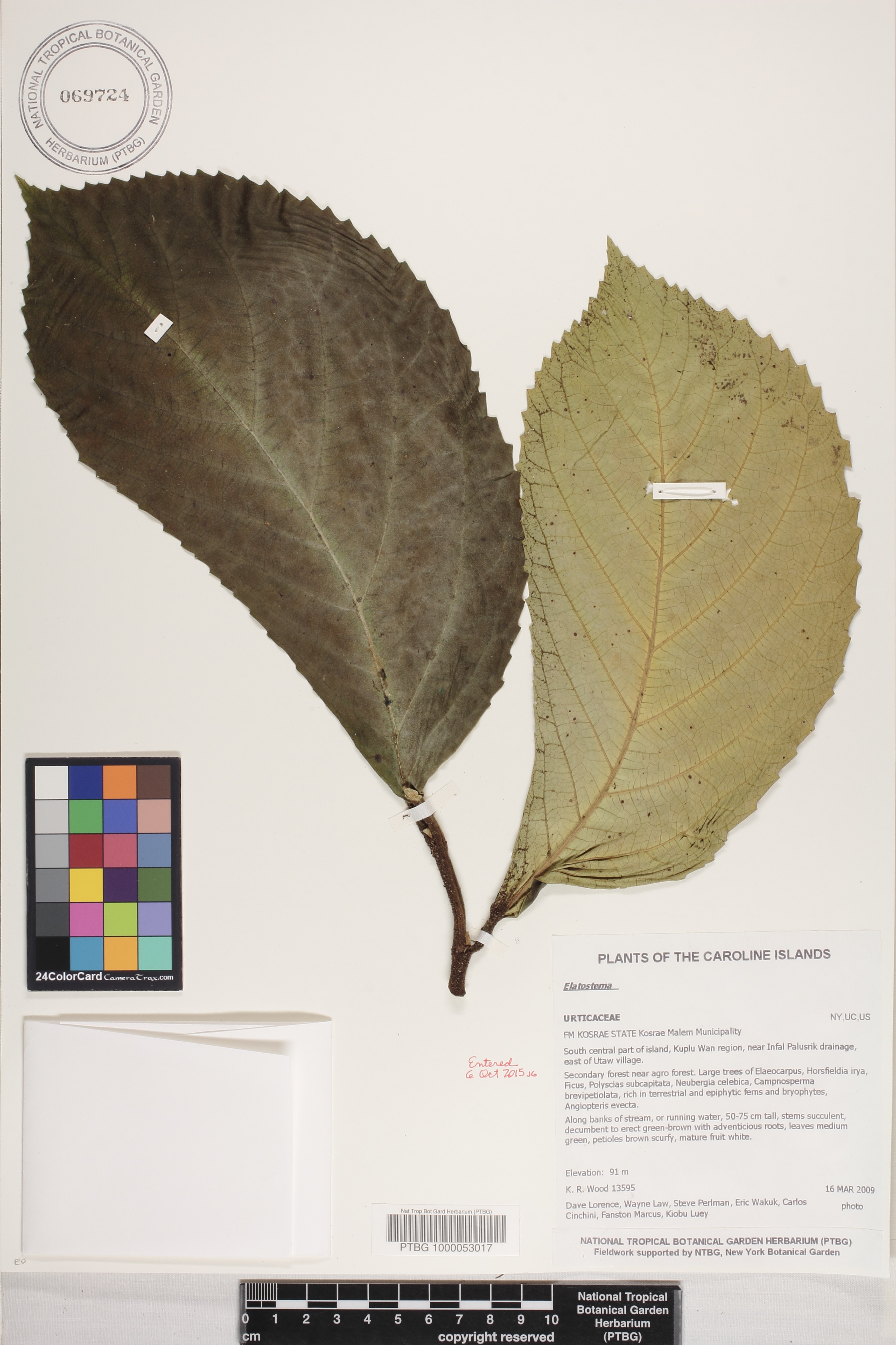 Elatostema image