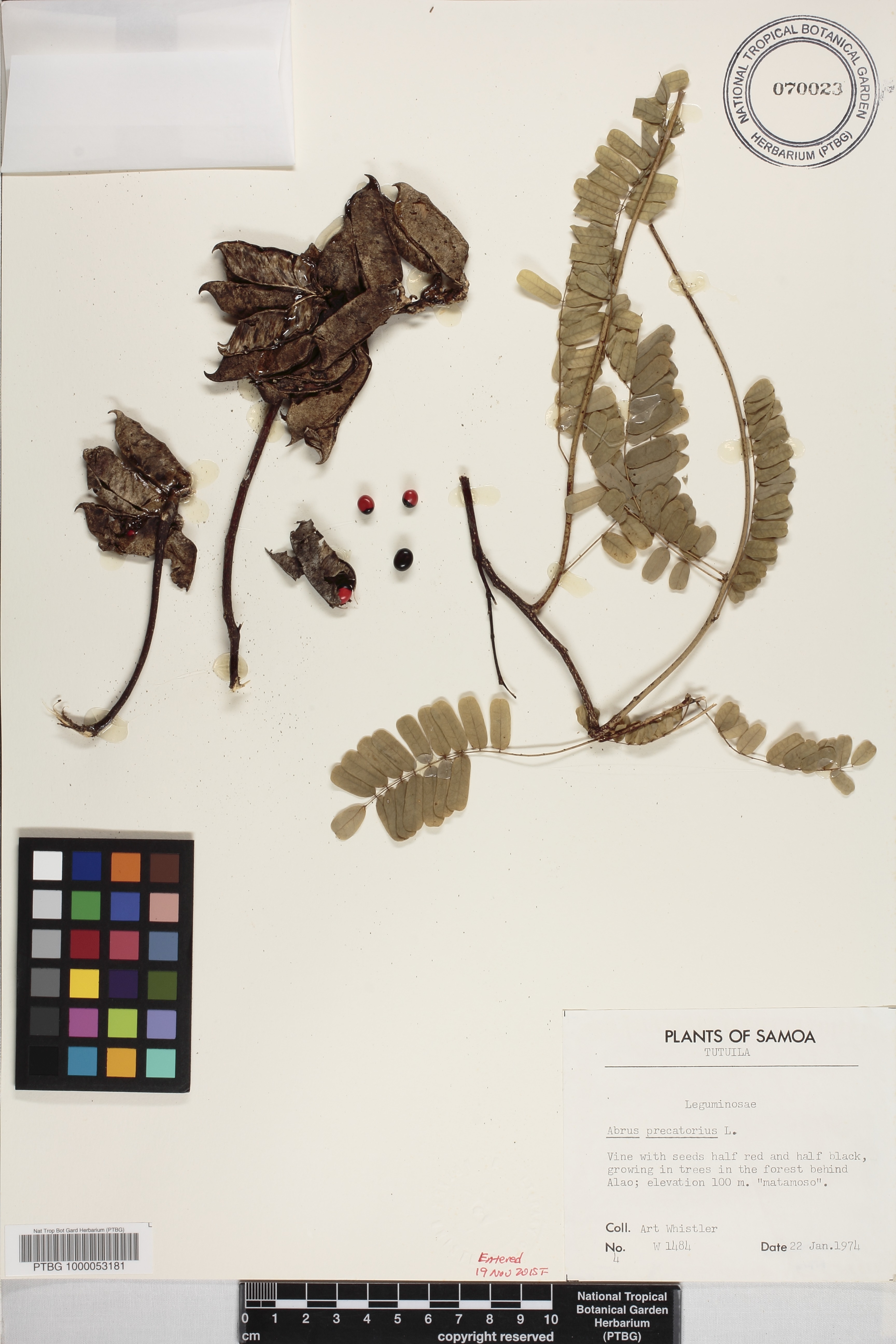 Abrus precatorius image