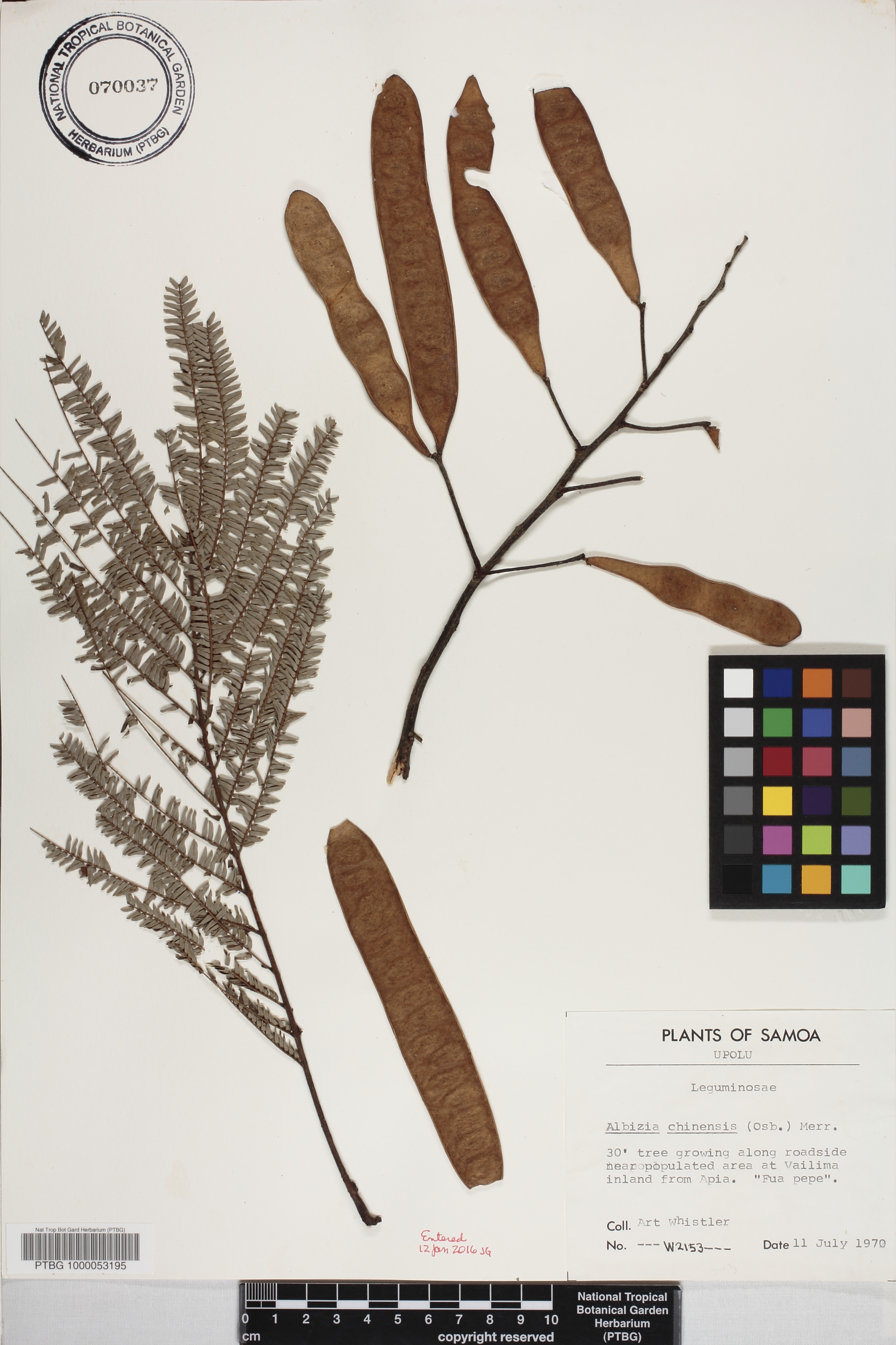 Albizia image