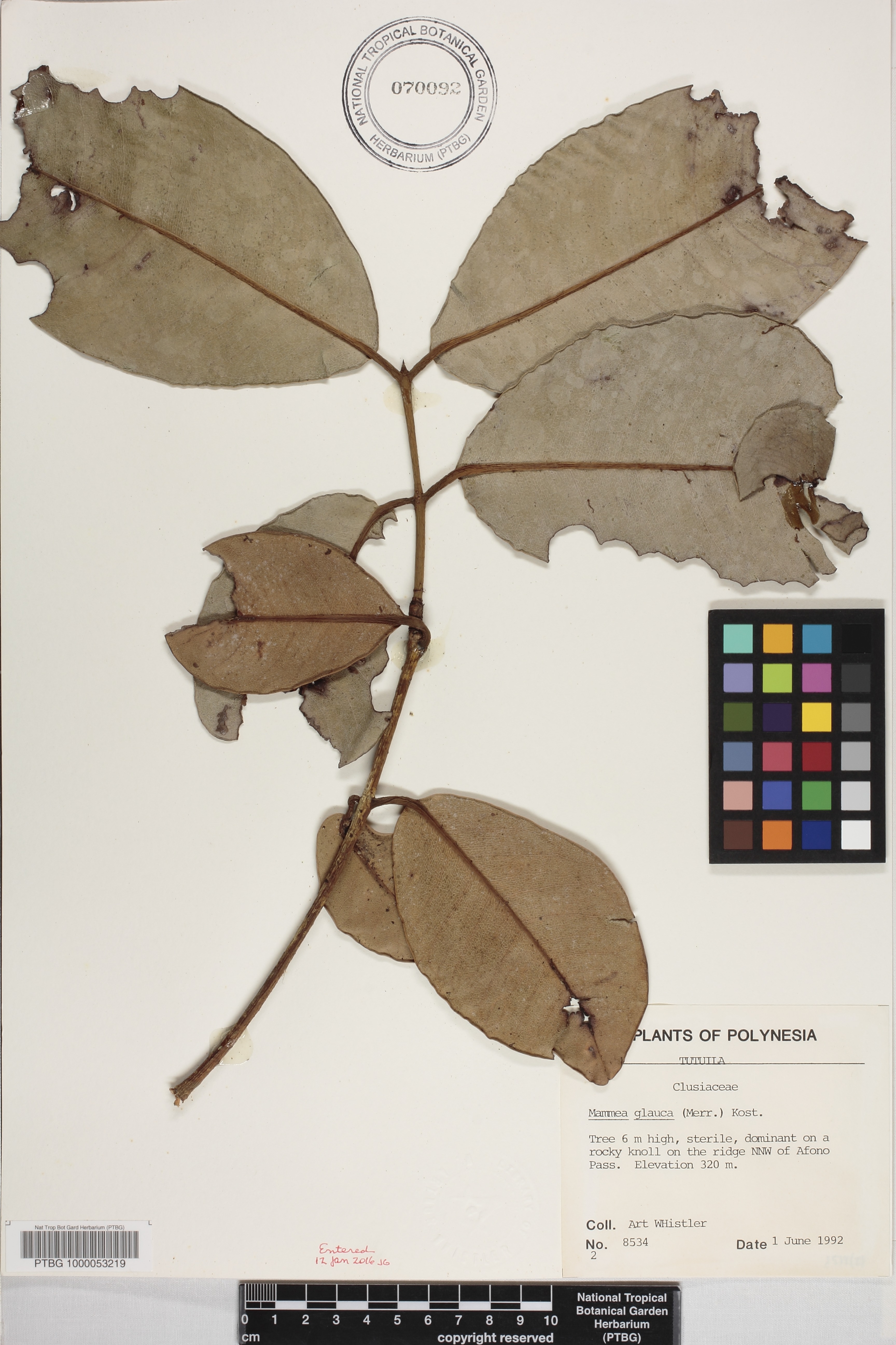 Calophyllaceae image
