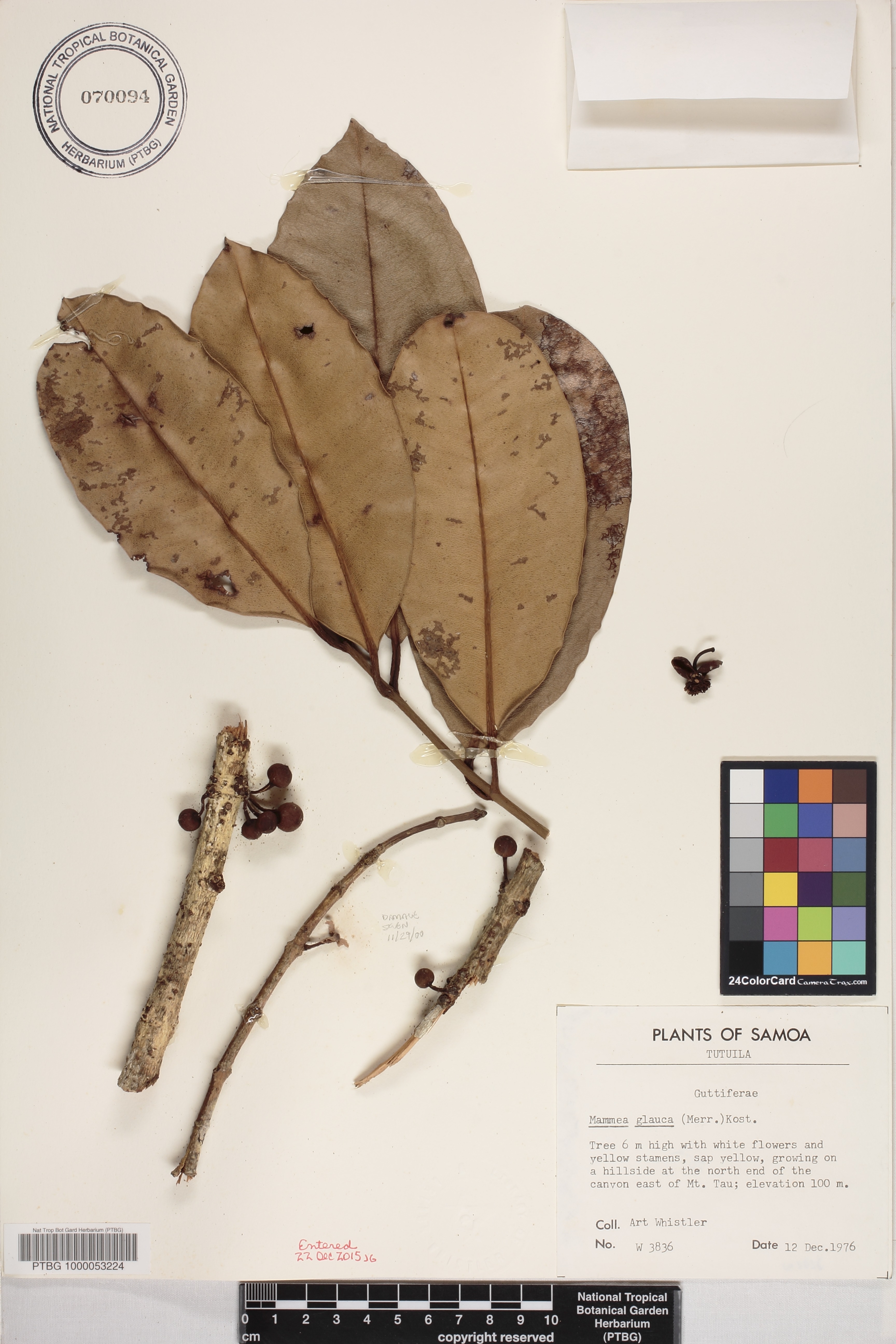 Calophyllaceae image