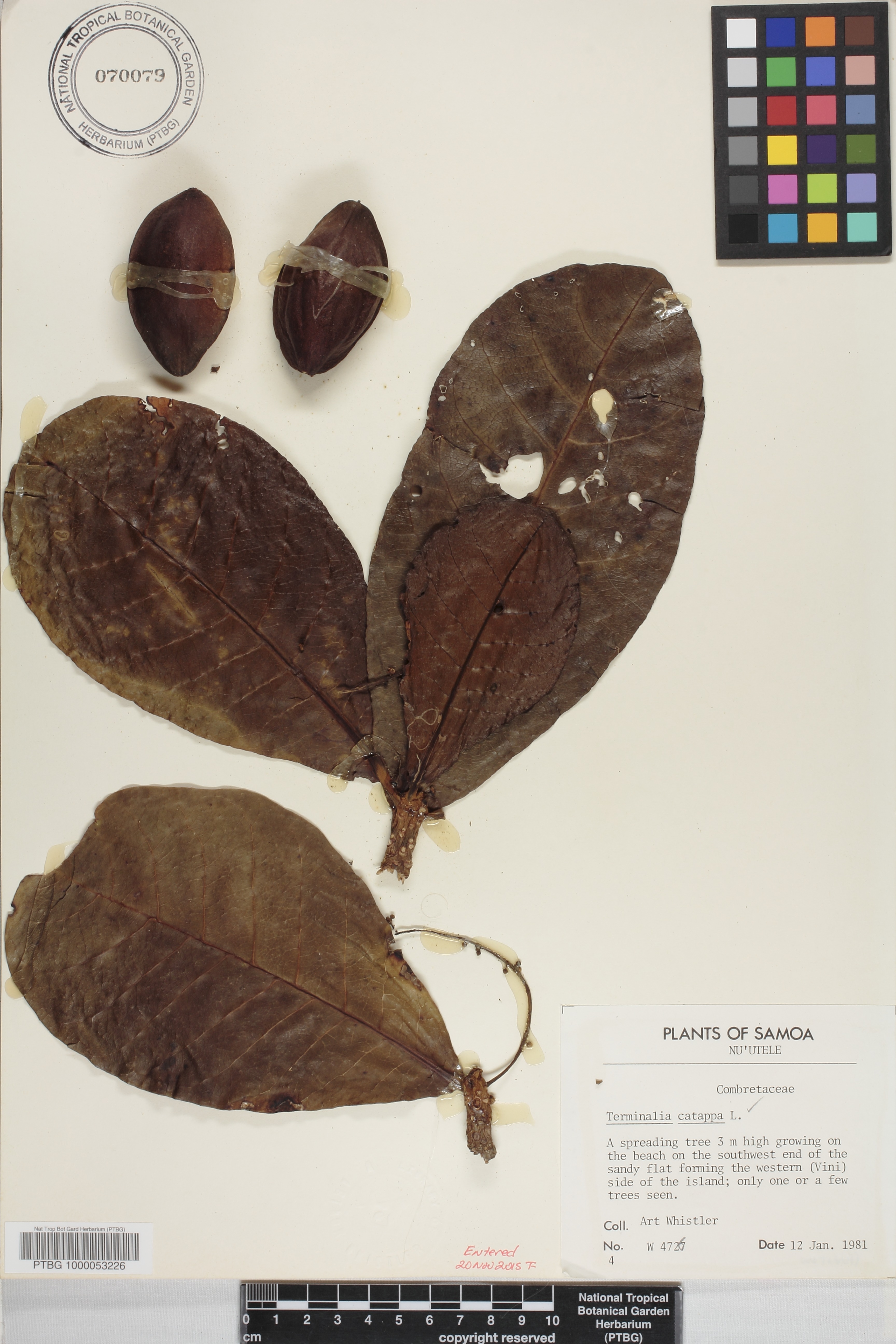Terminalia image