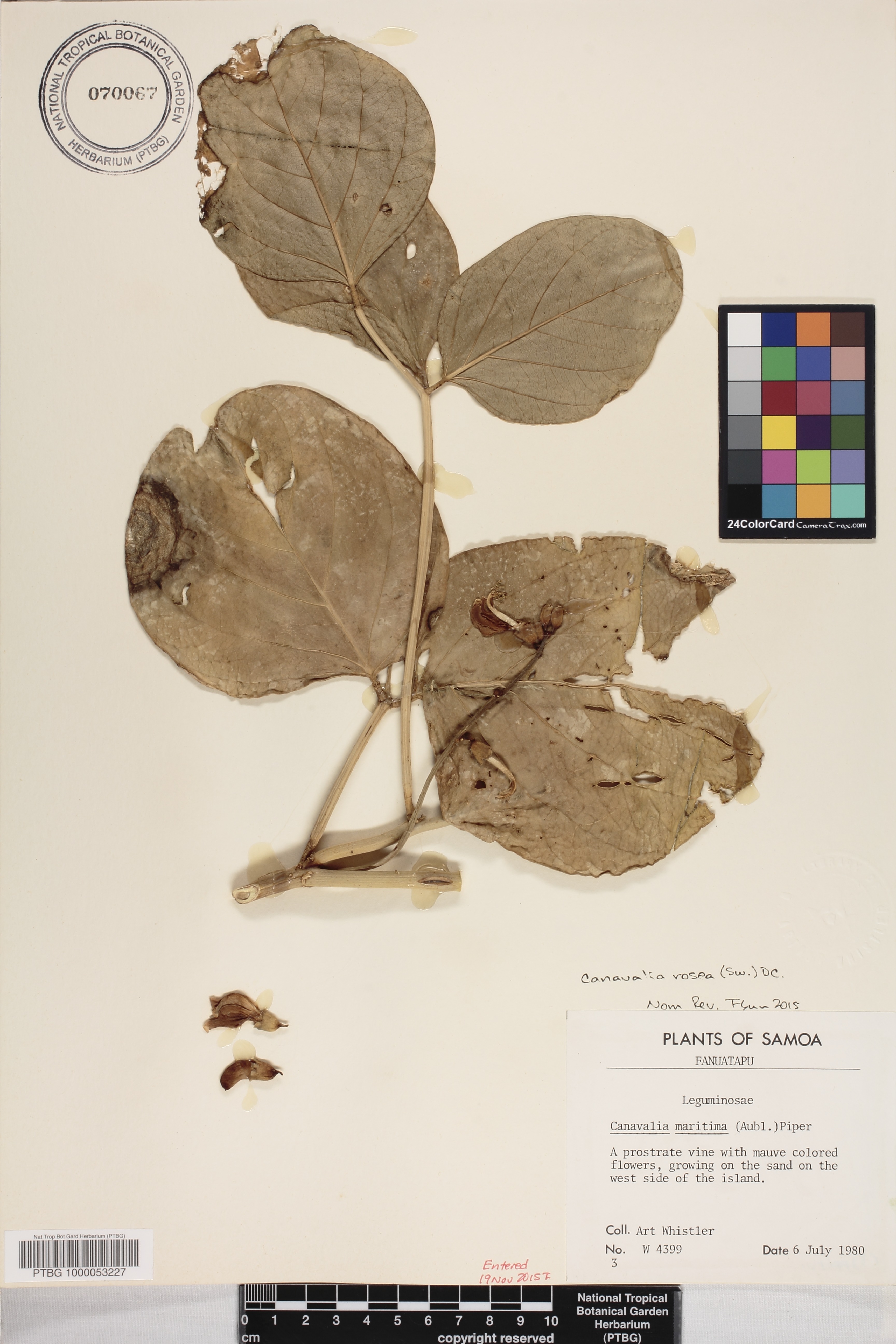 Canavalia image