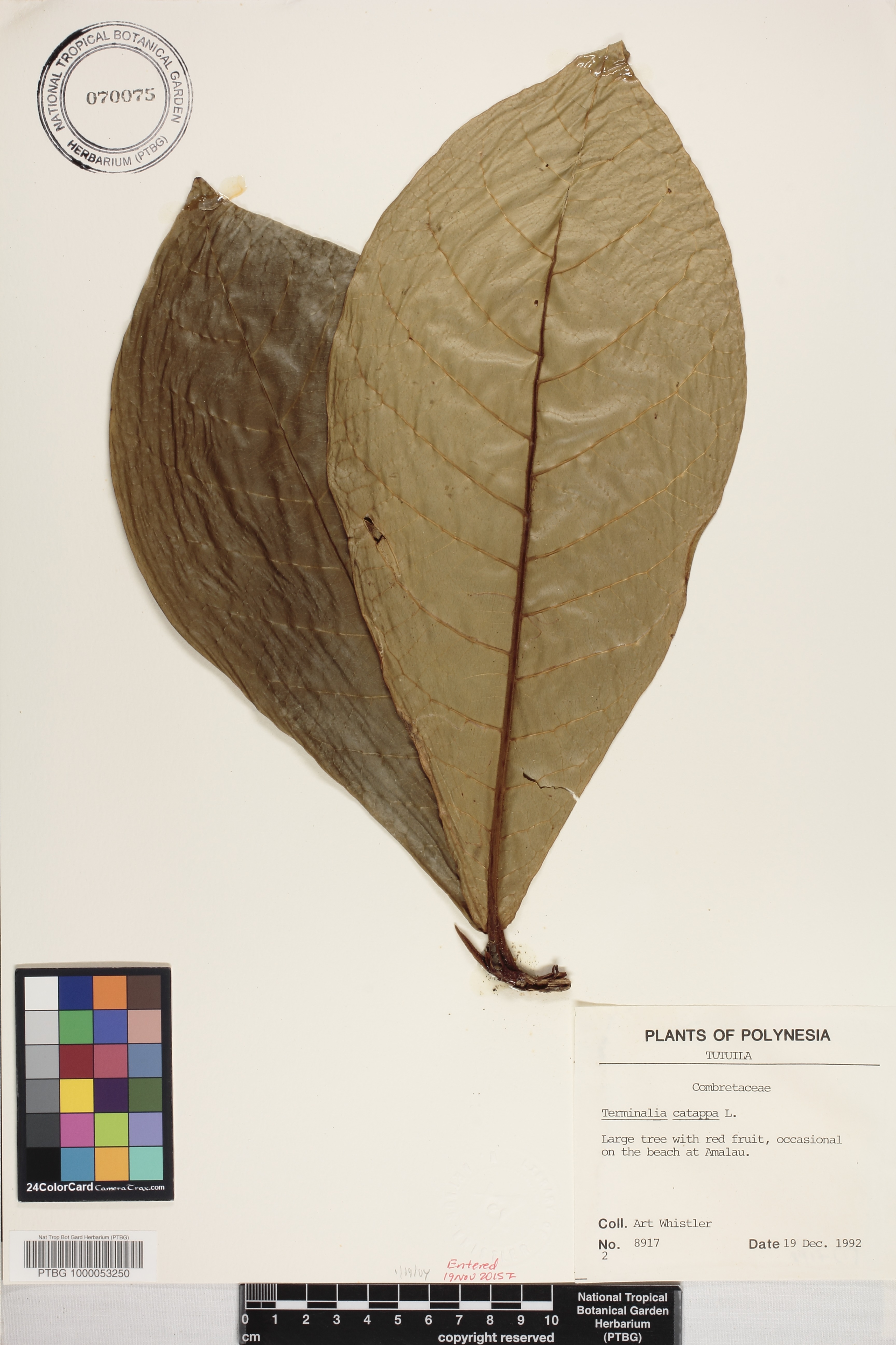 Terminalia image