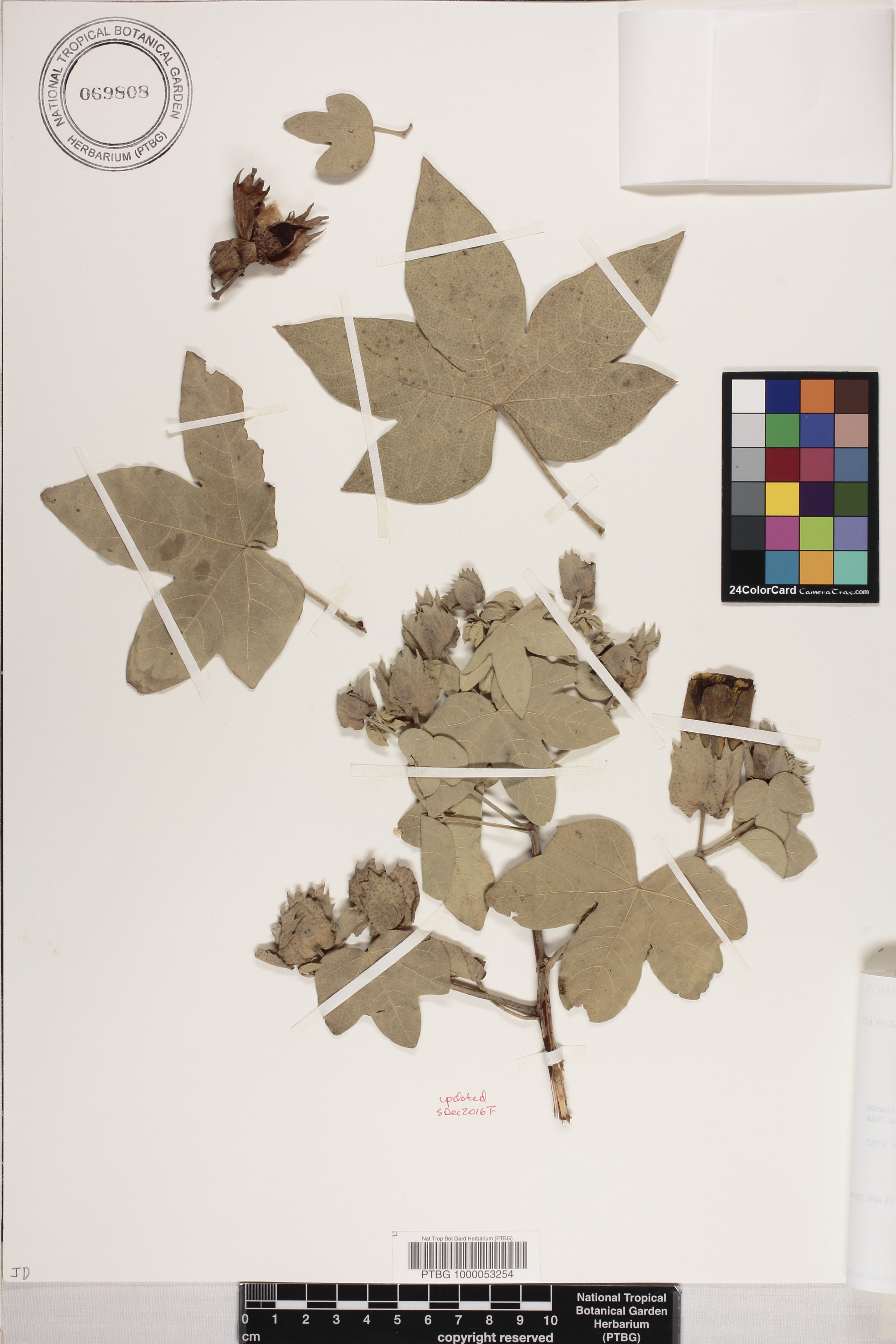 Gossypium tomentosum image
